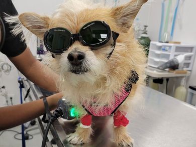 dog with goggles on