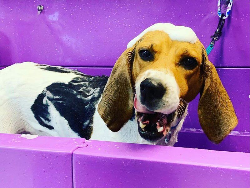 dog in tub