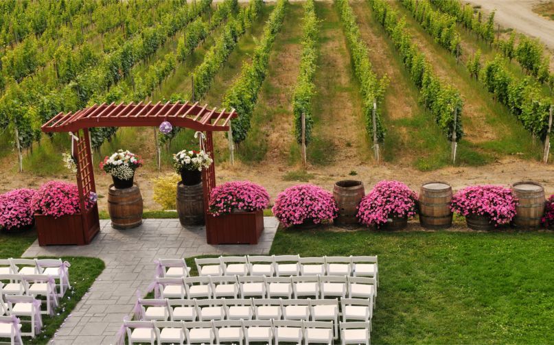 A row of white chairs are lined up in front of a vineyard.