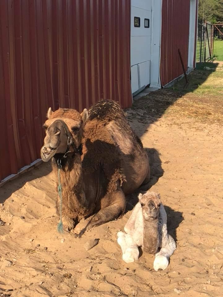 Camel resting beside a red barn in a sunny dirt yard with a white goat lying nearby