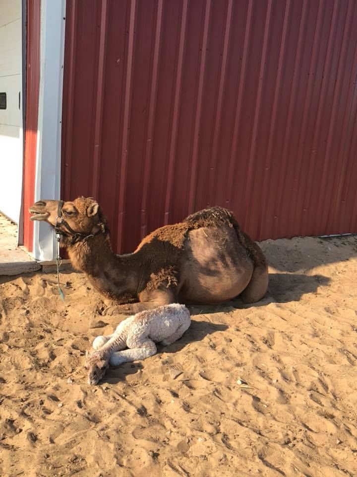 Camel resting on sand beside a red wall, with a pigeon in the foreground
