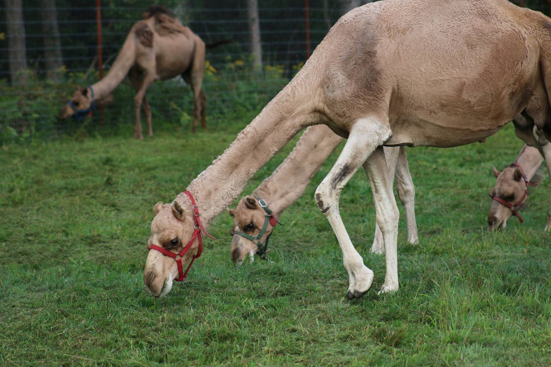 Camels grazing on green grass in a field, one close to the camera with a red halter