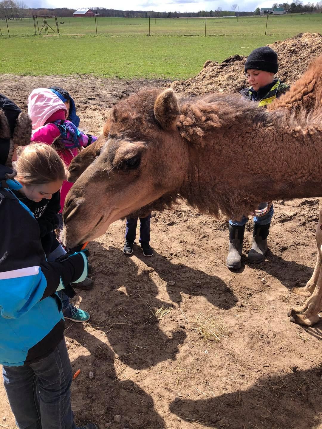 Brown camel nuzzles a child at a farm petting area, with other children nearby.