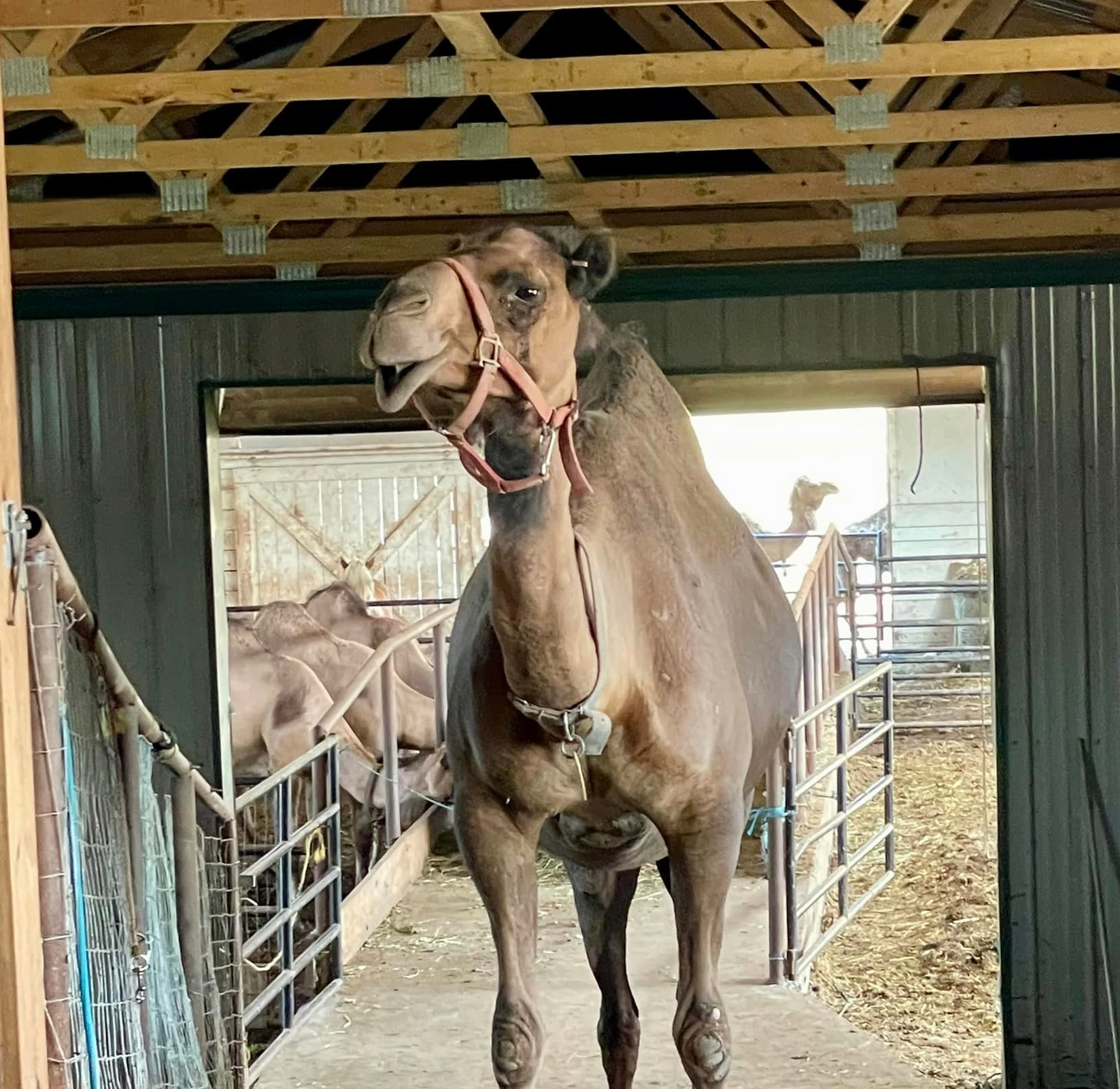 Brown donkey wearing a halter stands in a barn aisle with another donkey behind it.