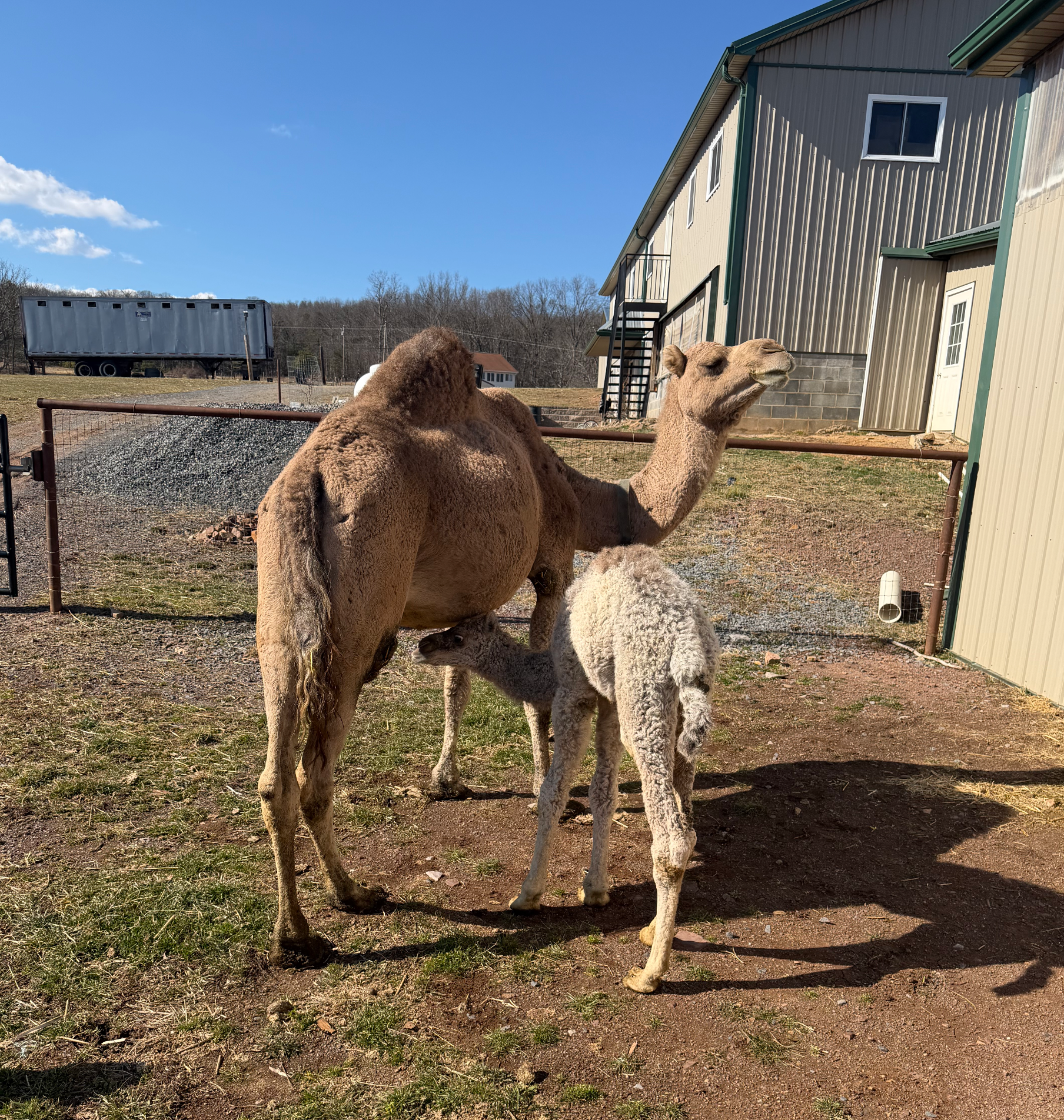 Two camels standing beside a barn in a sunny farmyard.
