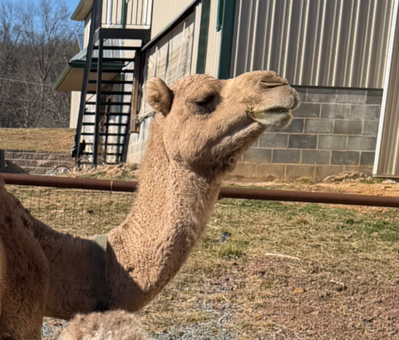 Camel standing by a barn, facing right, with a neutral expression in a sunny outdoor enclosure