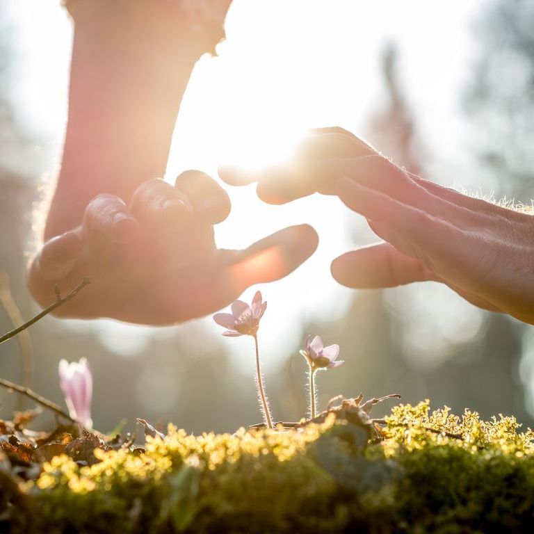 A couple of hands reaching out towards a flower.
