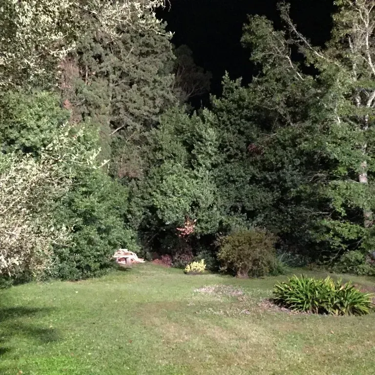 Claro de jardín cubierto de hierba, bordeado de densos árboles y arbustos por la noche.