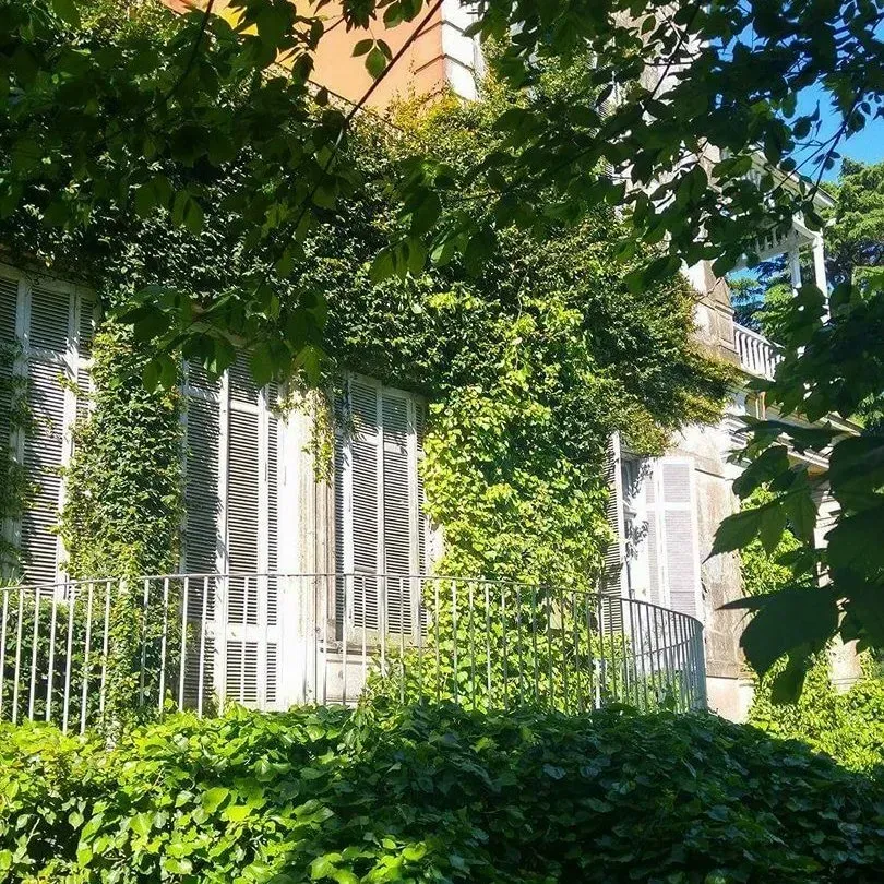 Una casa cubierta de enredaderas, con contraventanas blancas y balcón, enmarcada por una exuberante vegetación verde