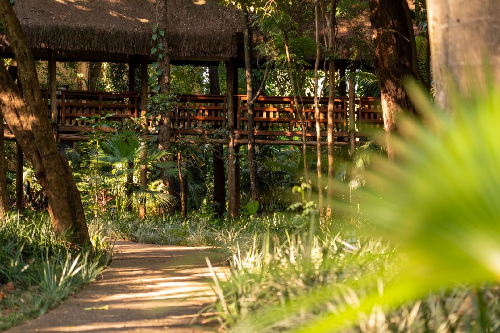 Caminho ensolarado na floresta que leva a uma passarela de madeira entre árvores verdejantes.