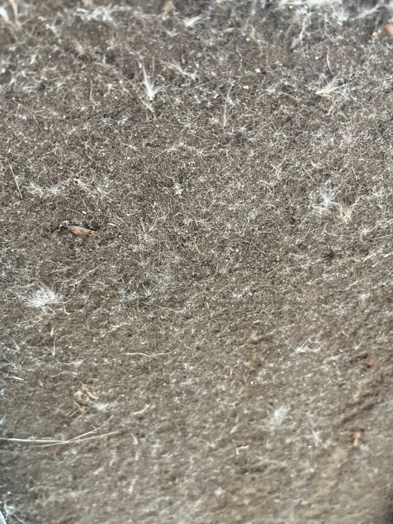 Close-up of a gray-brown textured surface with fine fibers and speckled white flecks