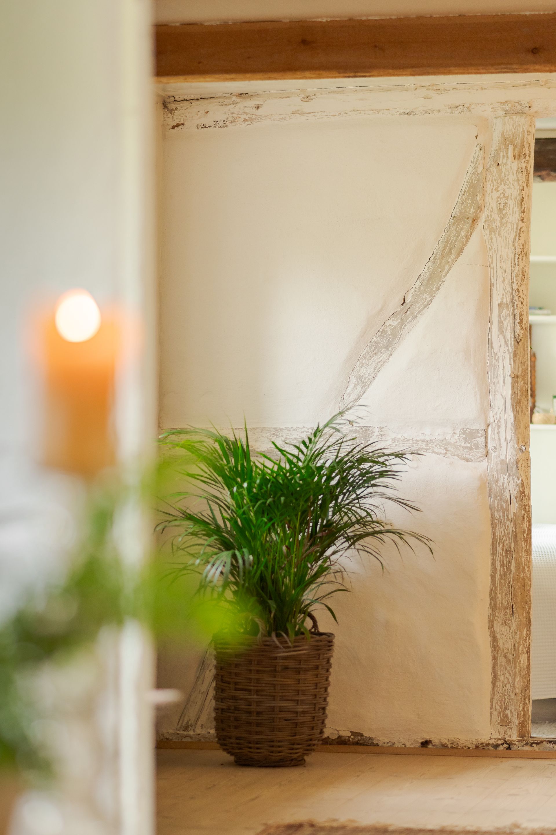 A potted plant is sitting in a room next to a candle.