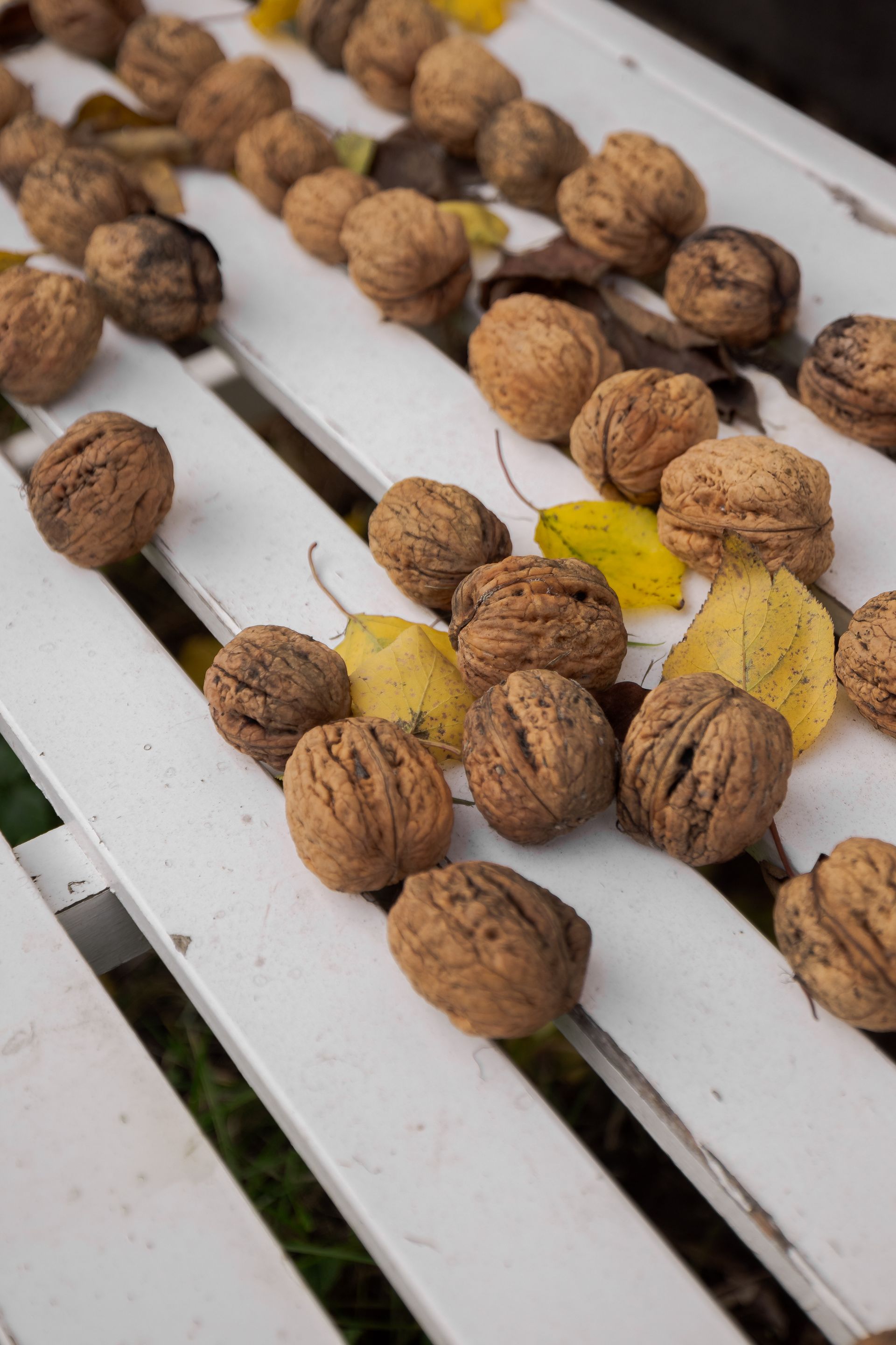 A bunch of walnuts are sitting on a white wooden table.