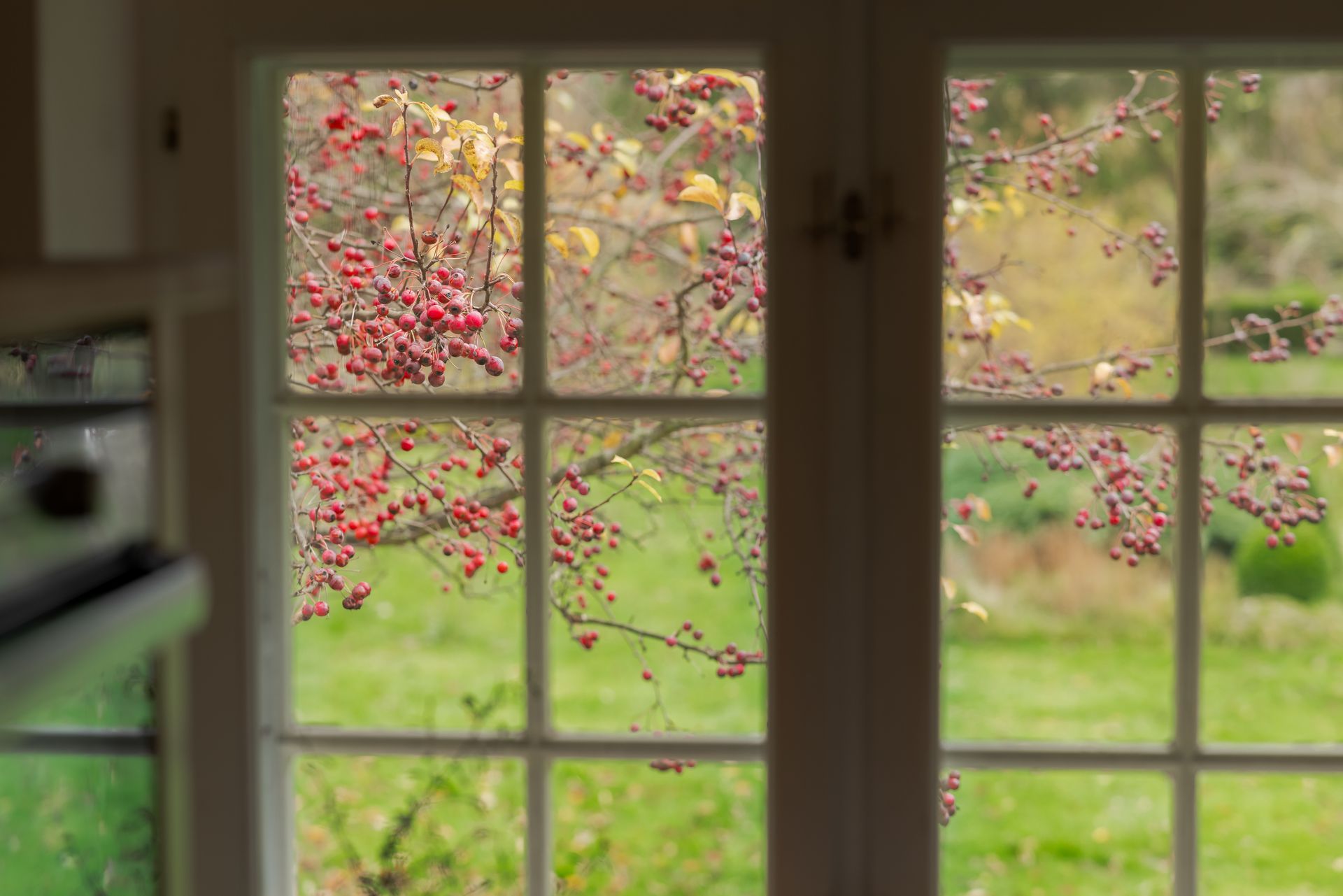 A window with a view of a tree with red berries.