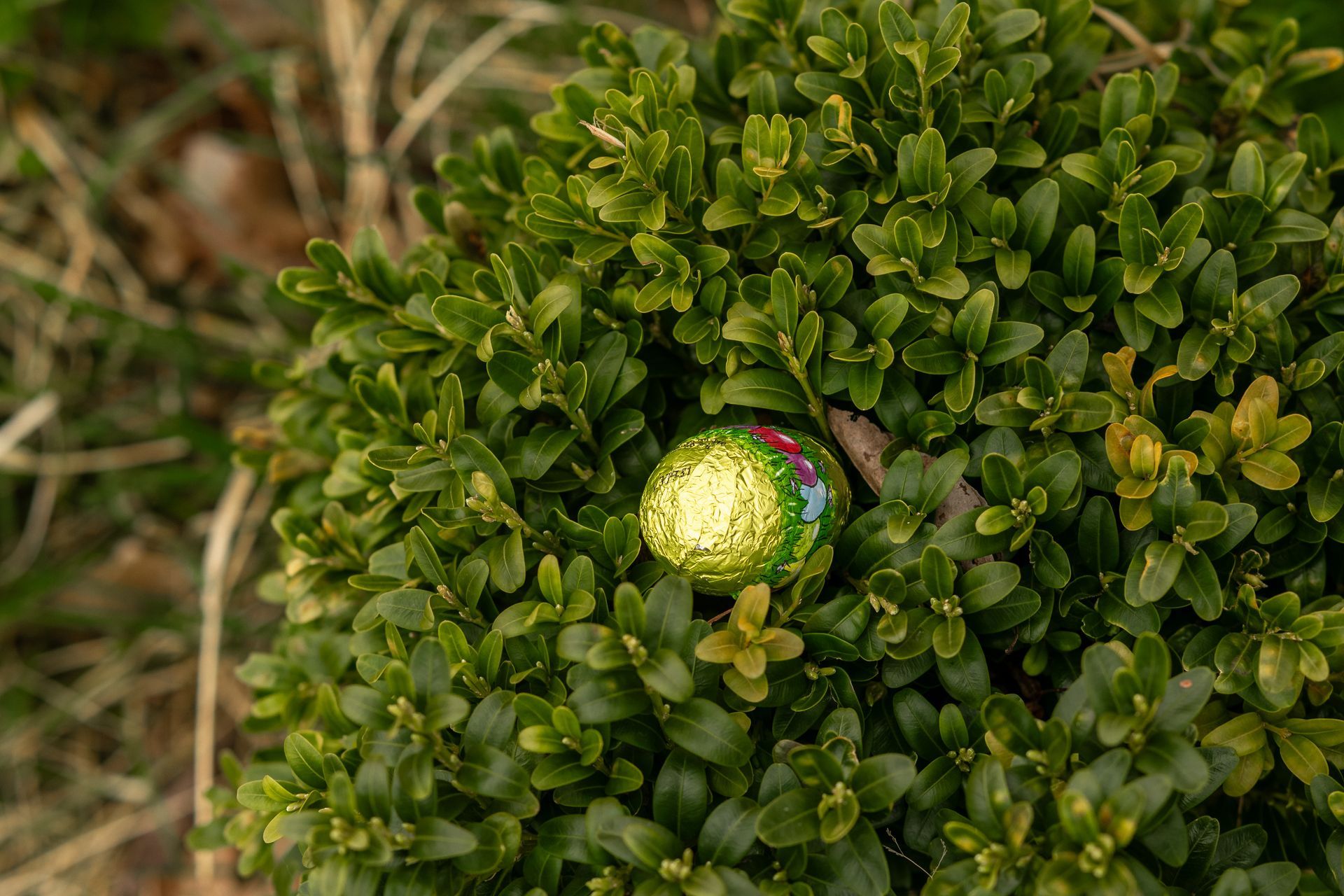 An easter egg in a wrapper is sitting on top of a bush.