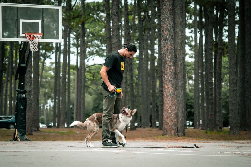 Dog obedience training