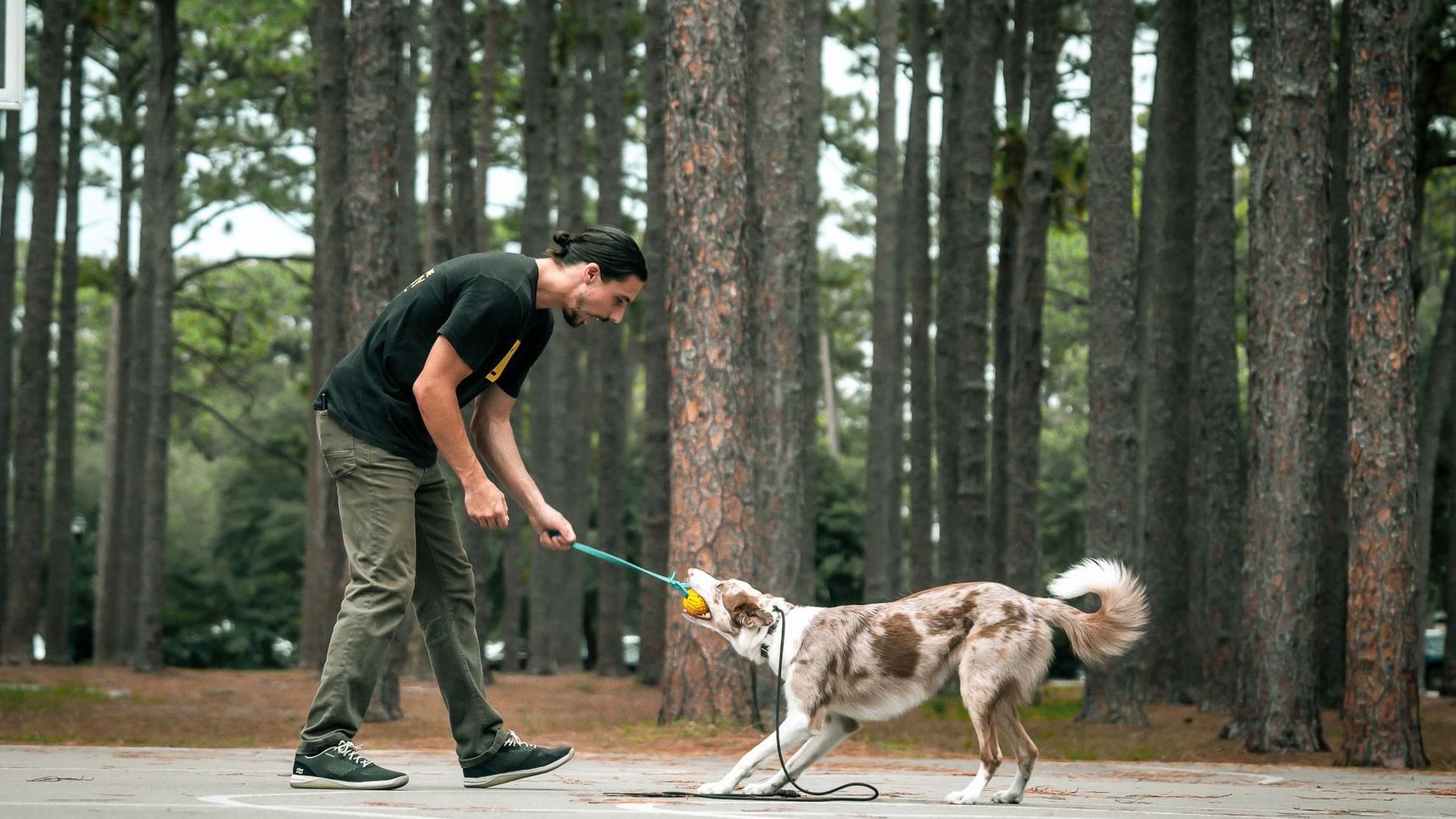 Dog playing fetch in Boulder, CO