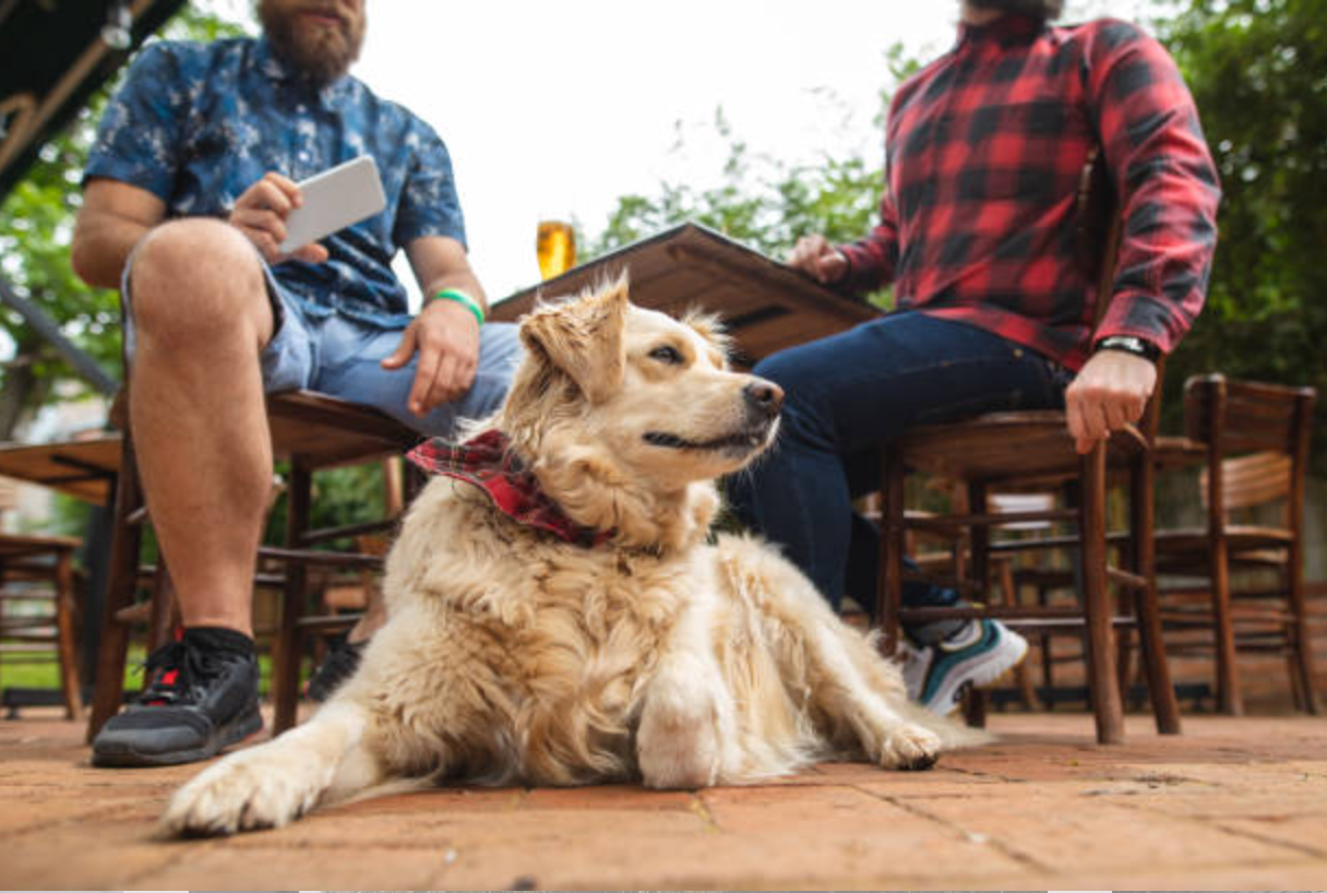 A dog training calm in public
