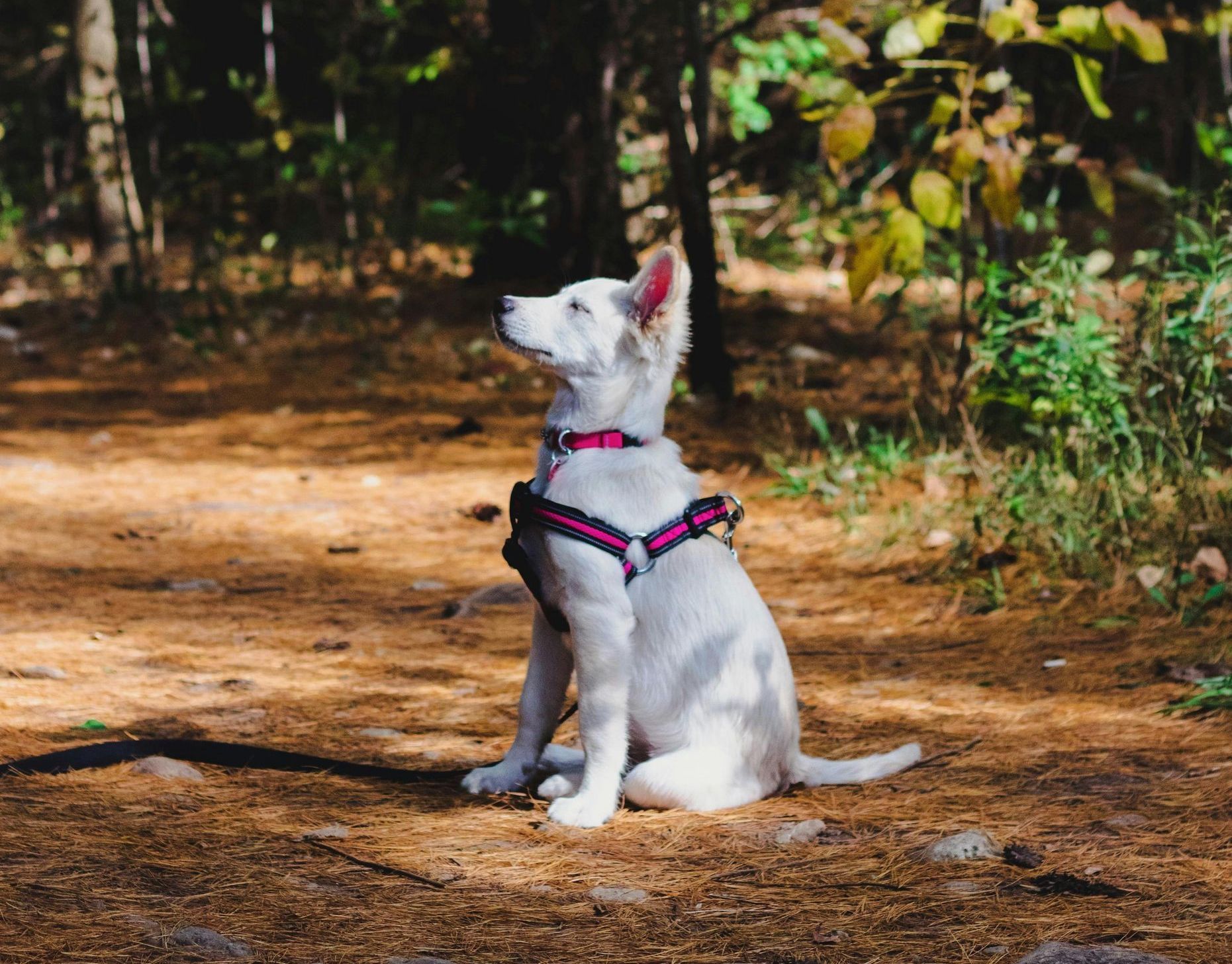 Dog obedience at page's creek preserve in Wilmington, NC