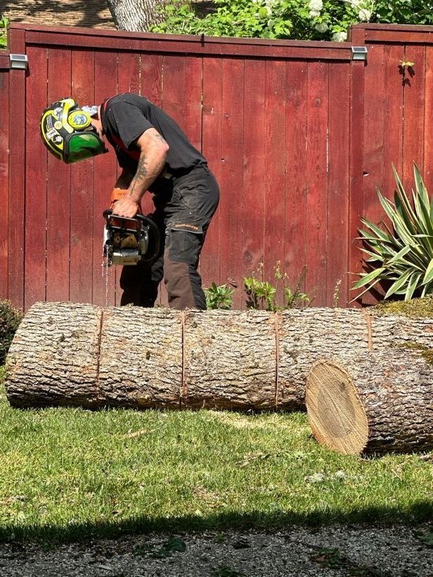 Person cutting a large fallen tree trunk with a chainsaw in a backyard.