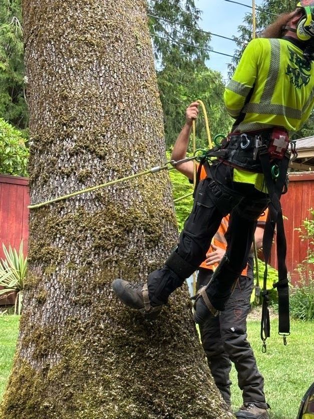 Two arborists in safety gear climbing a moss-covered tree with ropes and harnesses