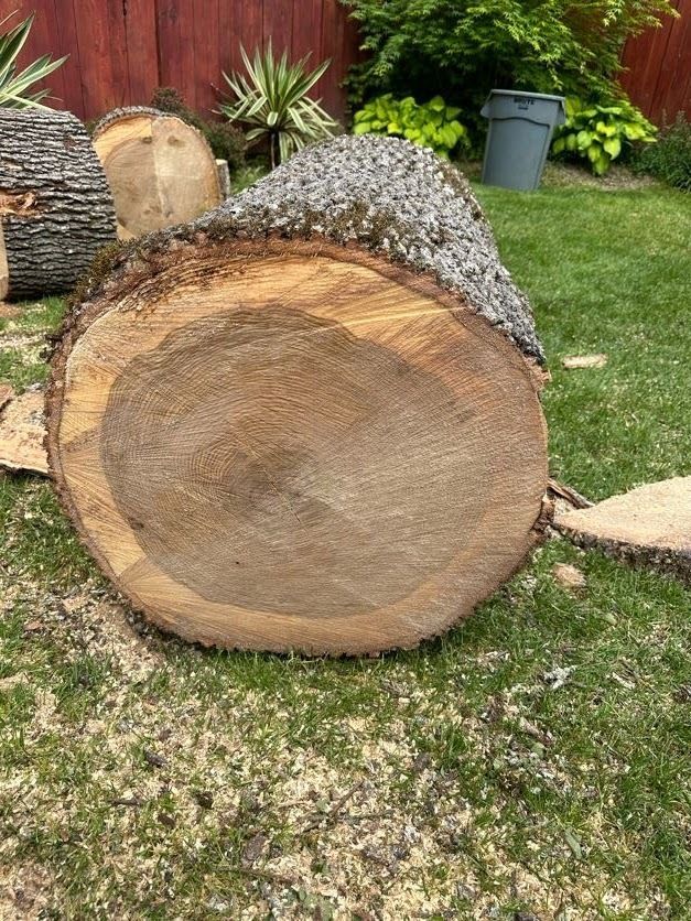 Large cut tree trunk lying on grass in a backyard garden