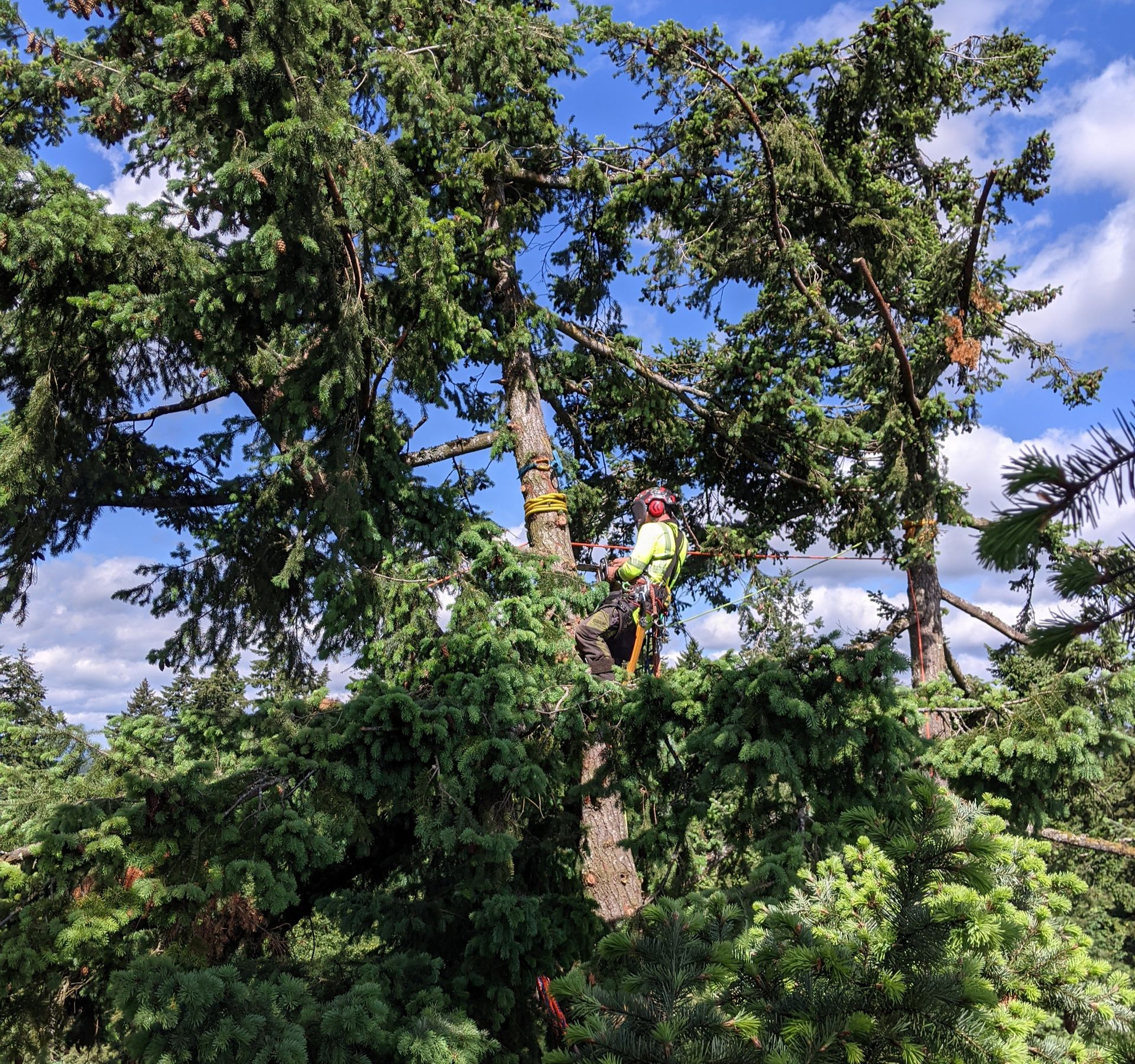 Arborist in safety gear trimming a large tree among dense green foliage under a blue sky