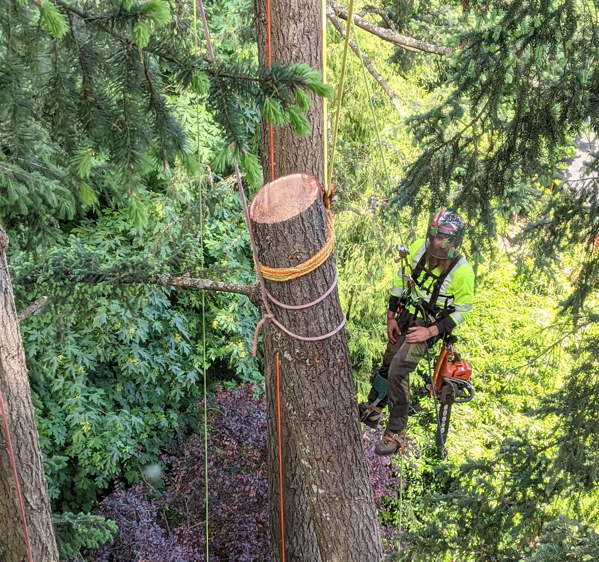 Arborist climbing a tall tree trunk in a dense green forest, secured with ropes and gear