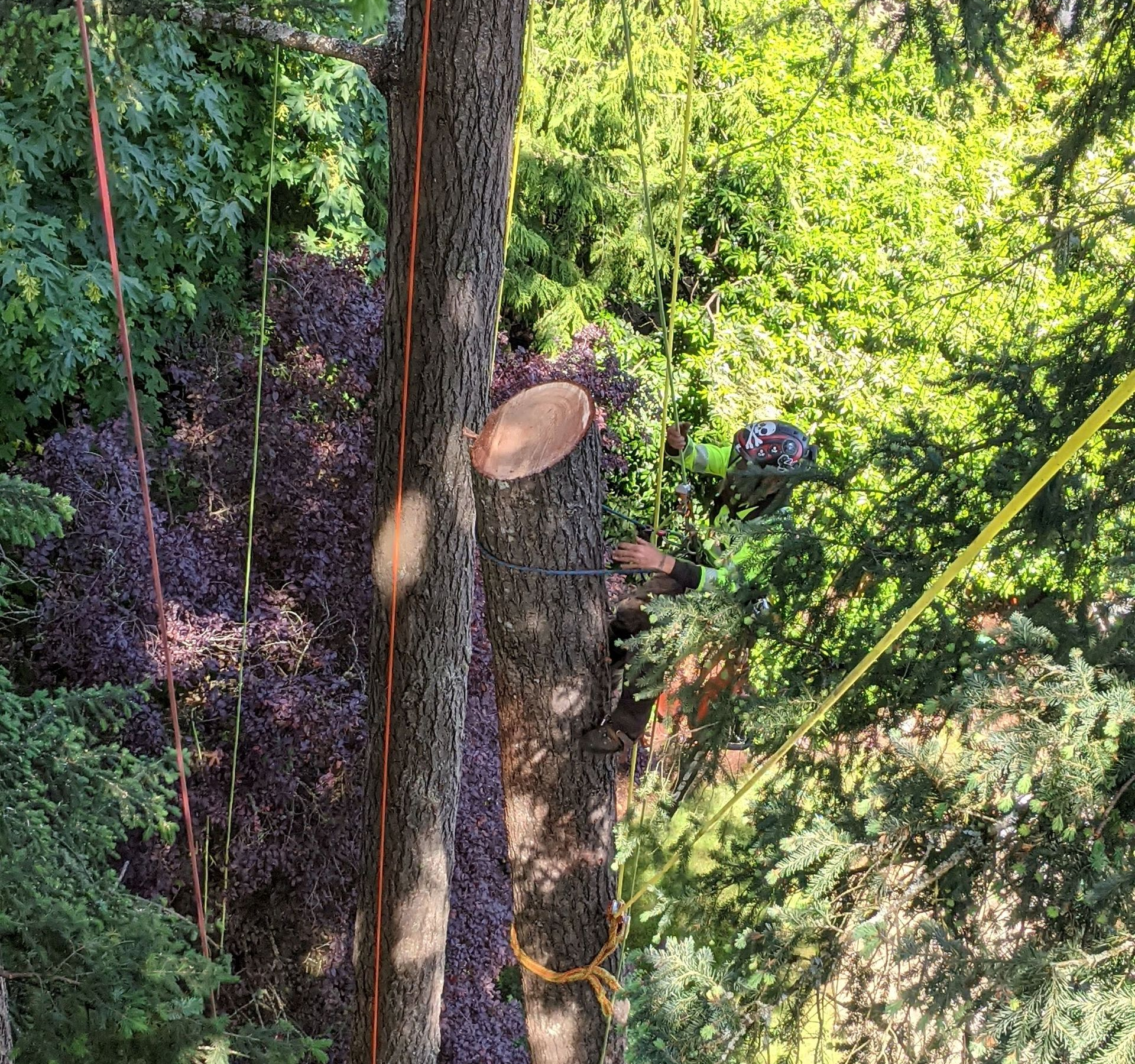 Person on a tree-climbing ropes course in a forest, with harnessed platforms amid green foliage.