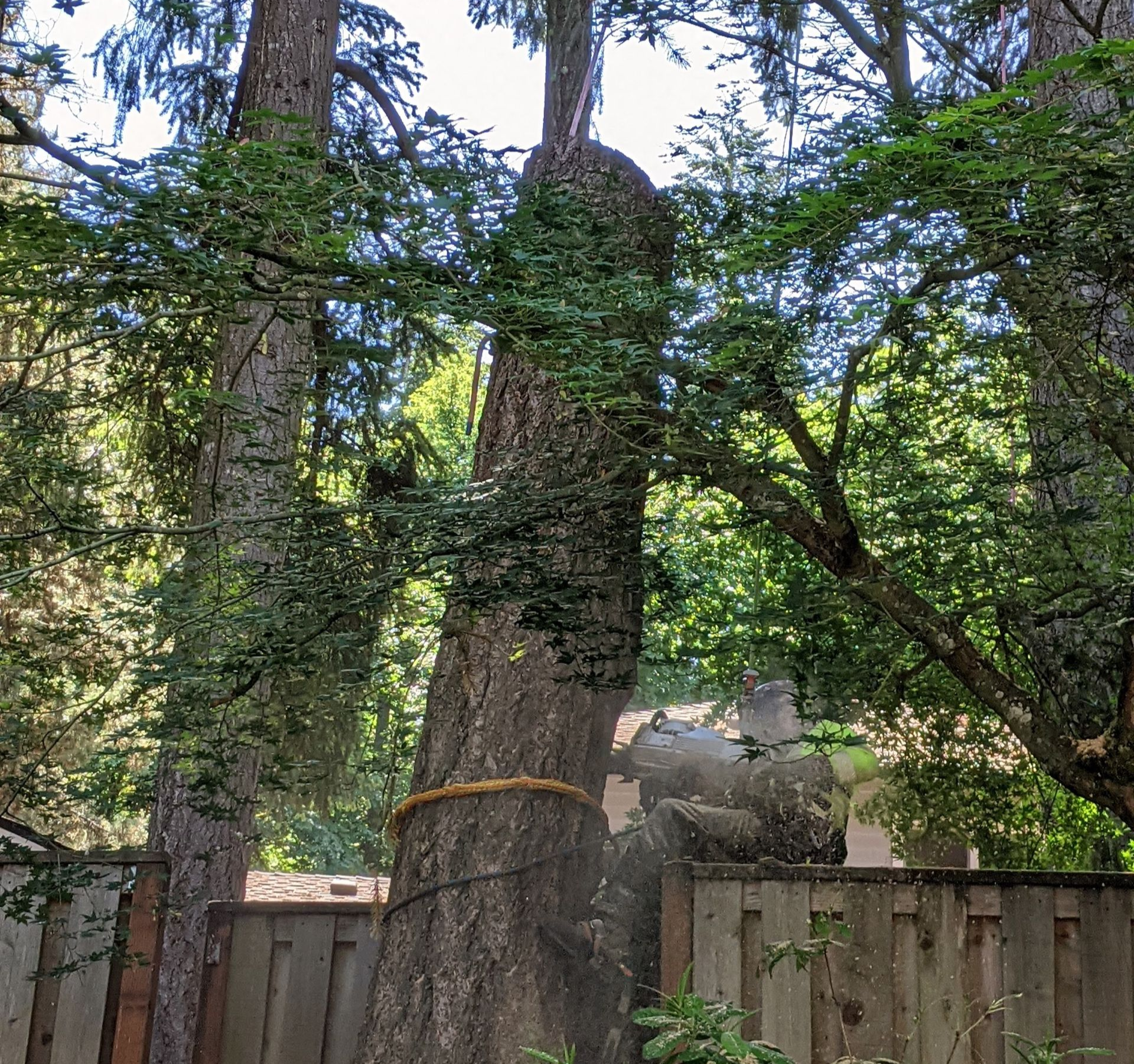 Tall trees and dense green foliage behind a wooden fence in a leafy yard