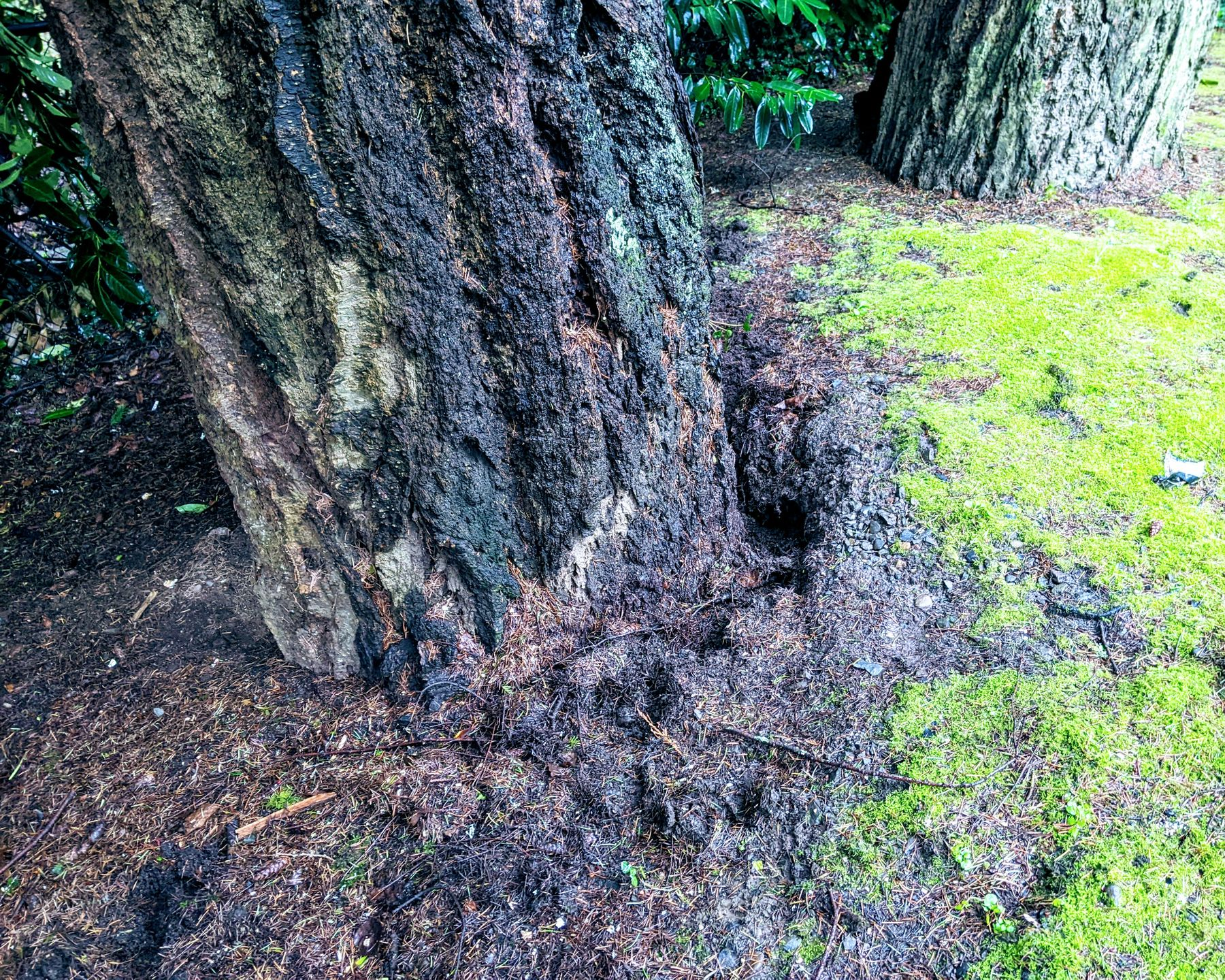 Close-up of a tree trunk with exposed roots beside bright green moss and damp soil
