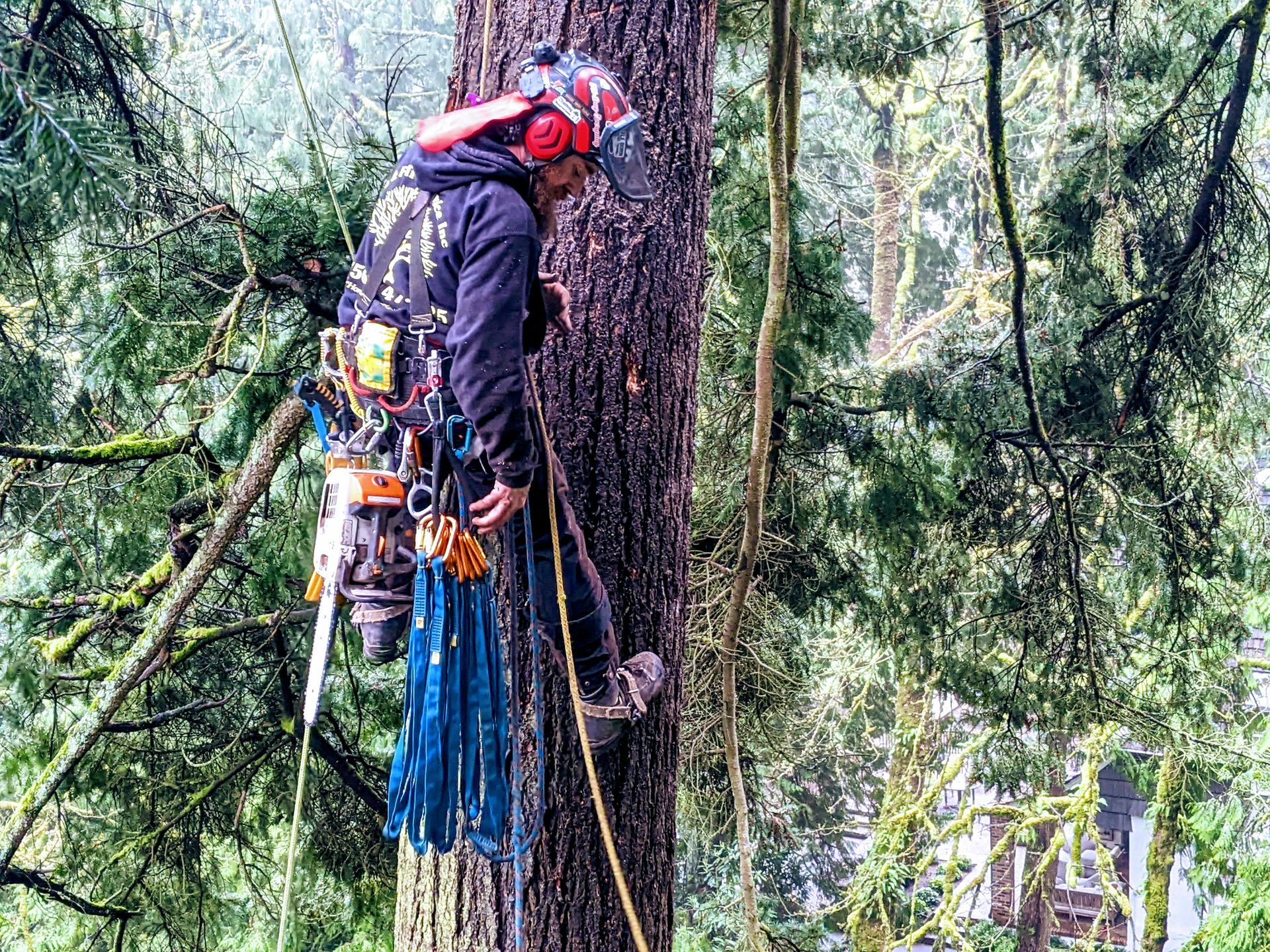 Arborist in red helmet climbing a large tree with ropes and gear in a dense forest