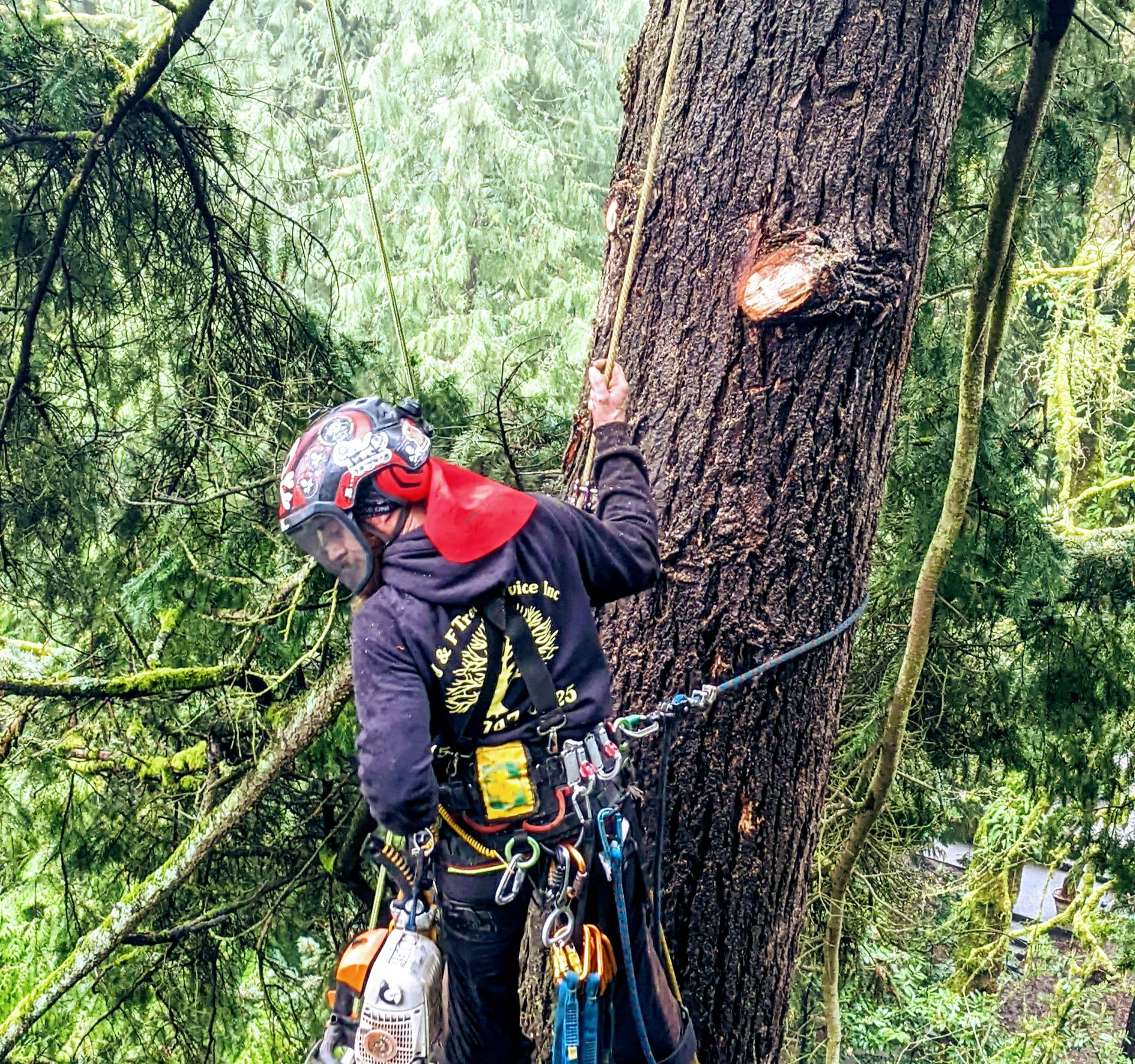 Climber in safety gear rappelling beside a tree trunk in a dense forest, with a fresh cut in the bark