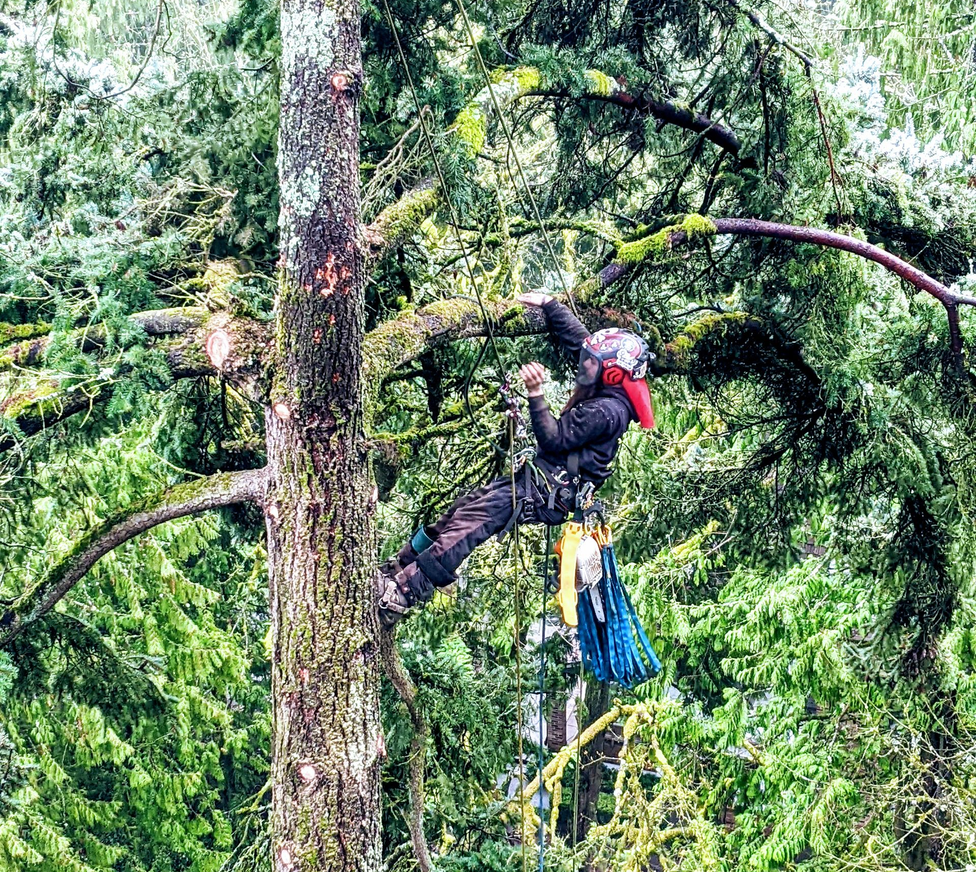 Rappelling climber on a tree trunk in dense green forest, wearing safety gear and helmet