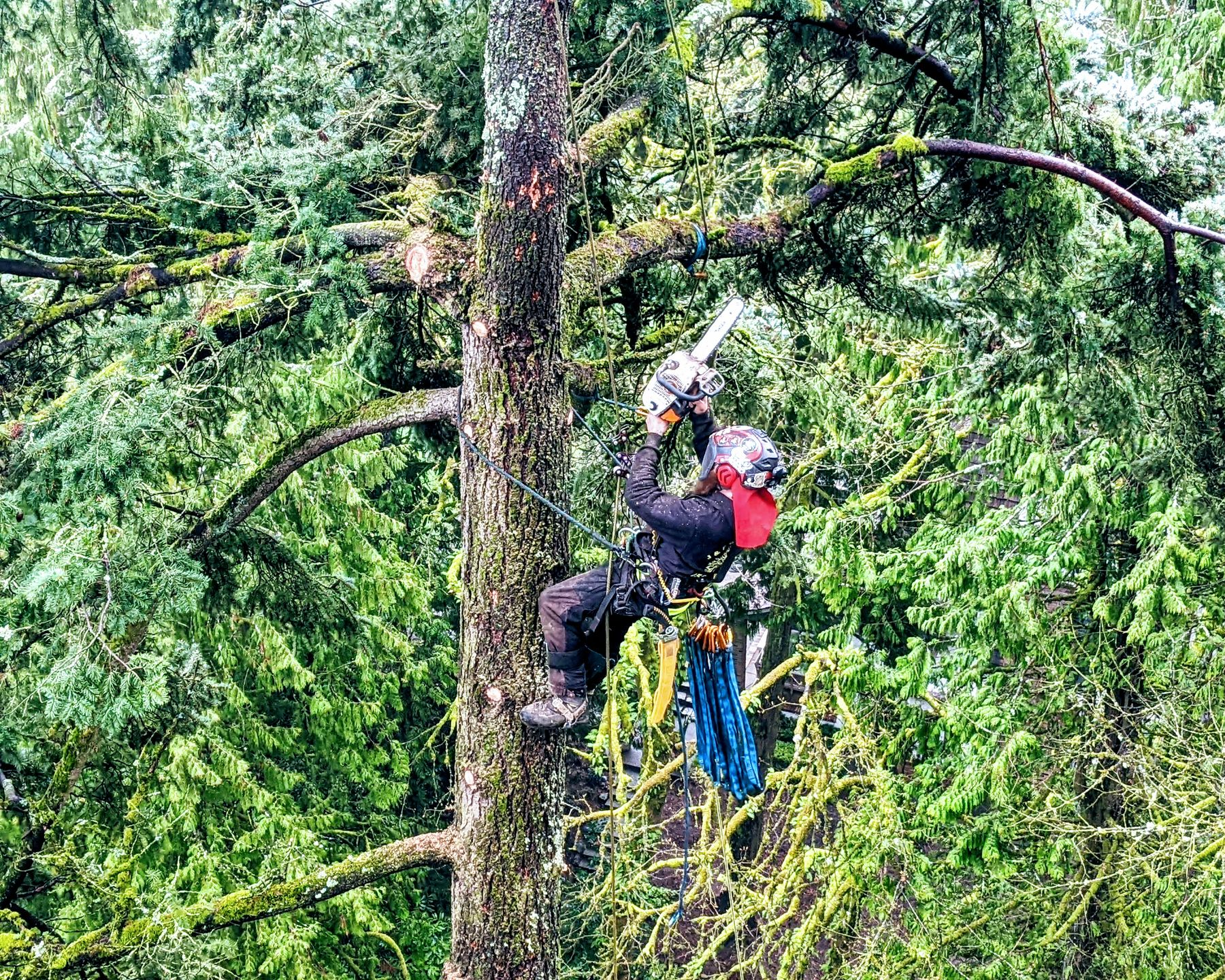 Person in a red helmet rappels down a tall tree in a dense green forest.