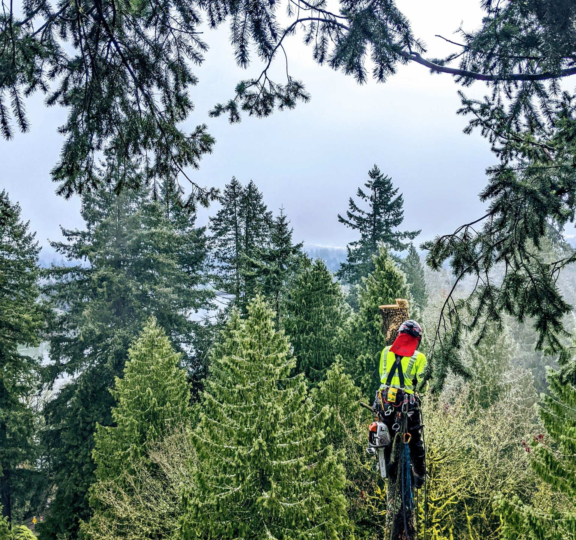 Two hikers in bright jackets on a forest trail beneath tall evergreen trees