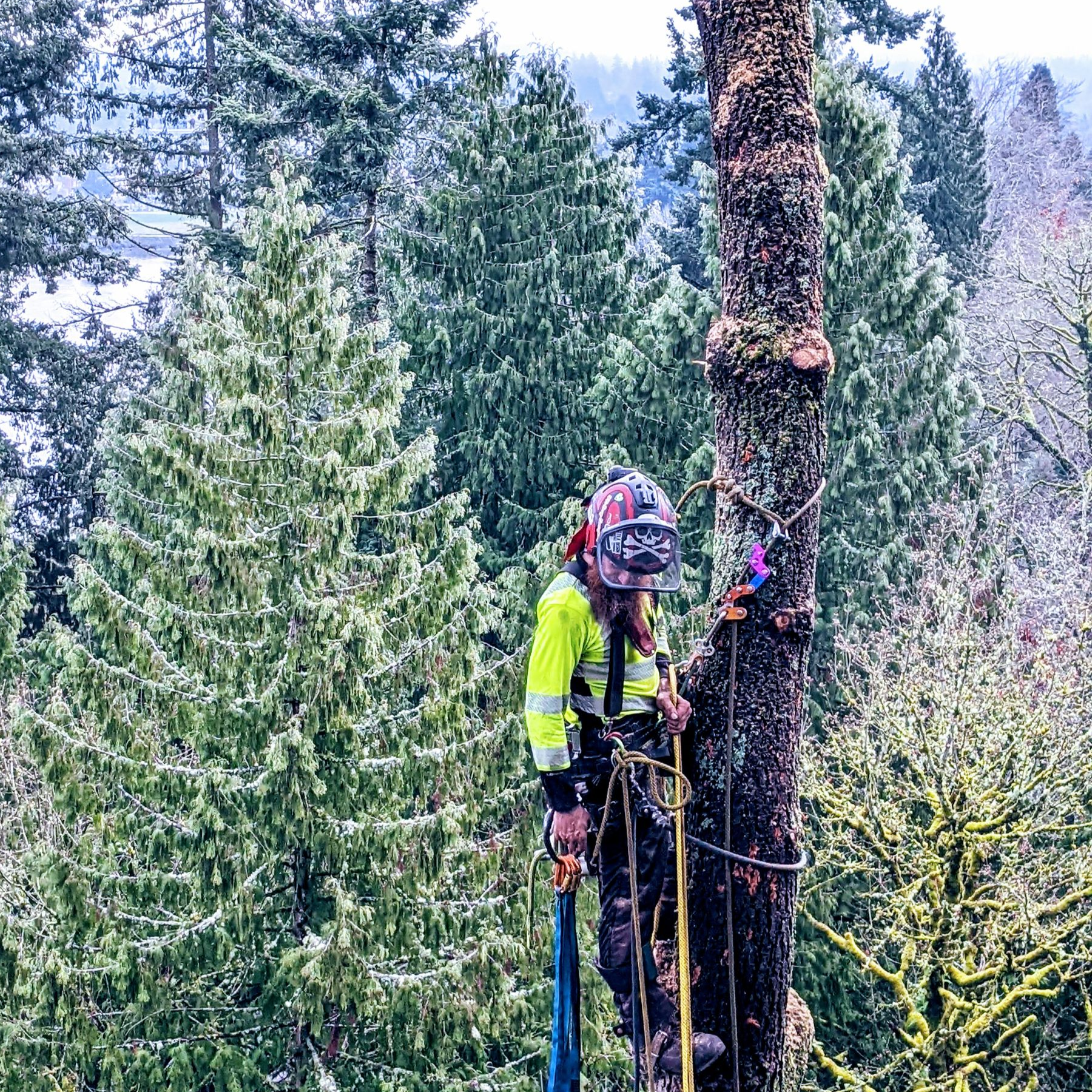 Arborist in neon safety gear climbing a tree with a rope in a forest