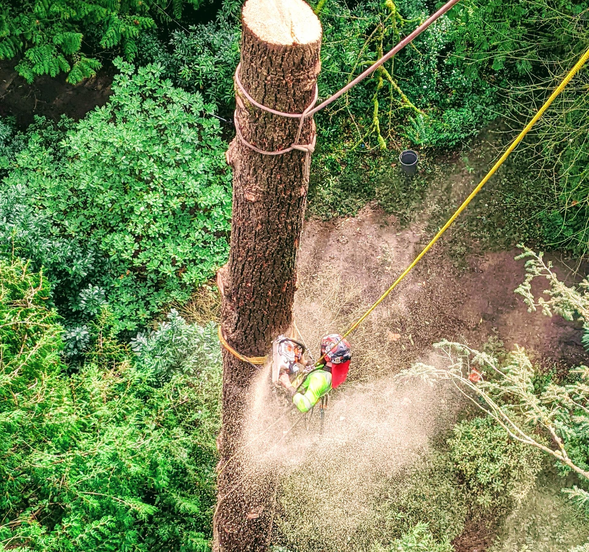 Worker in a helmet using a chainsaw to cut a tall tree trunk in a forest clearing