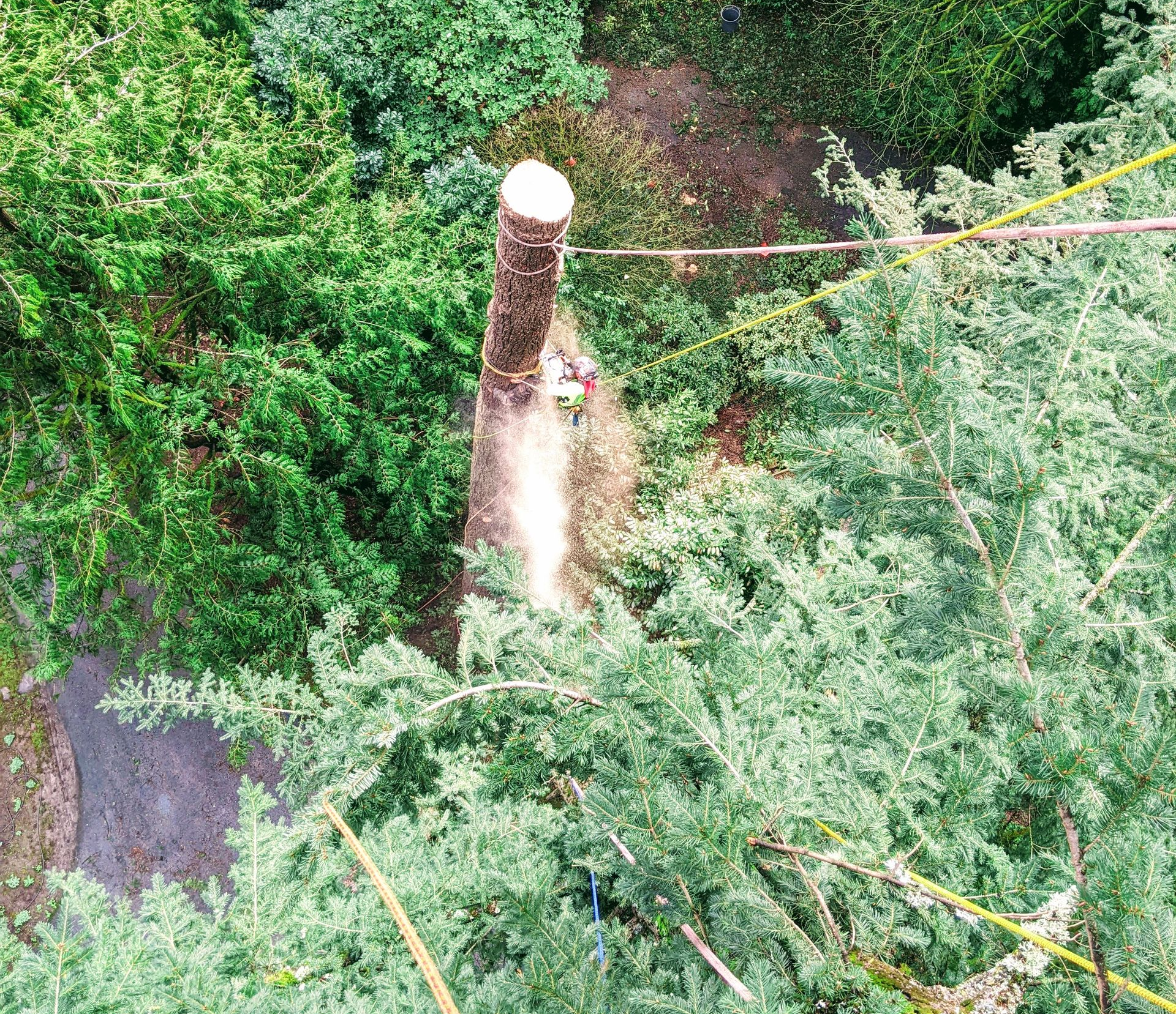 Aerial view of a cut tree trunk surrounded by dense green foliage and a dirt path.