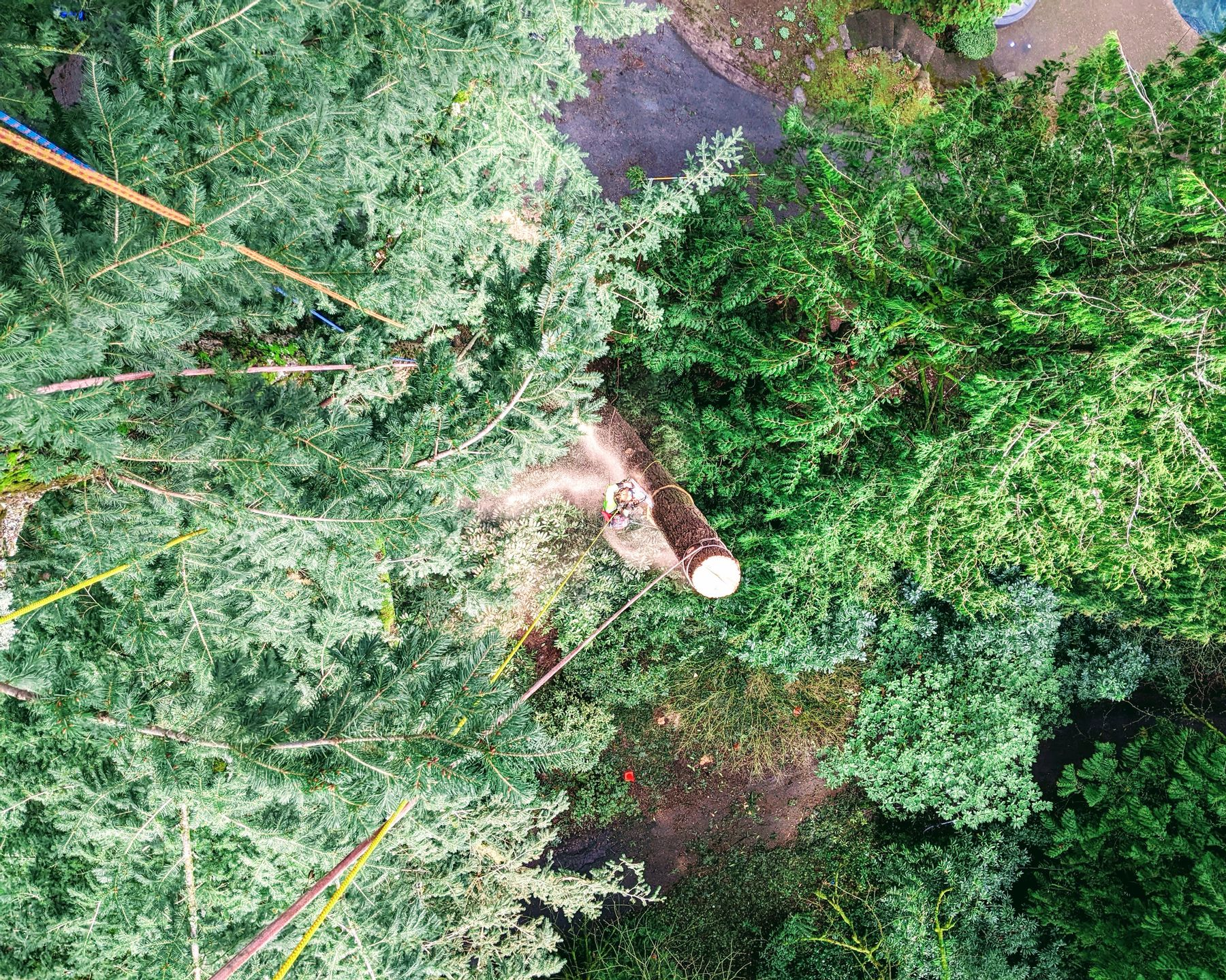 Dense green forest canopy with a few tall tree trunks and a clearing below.