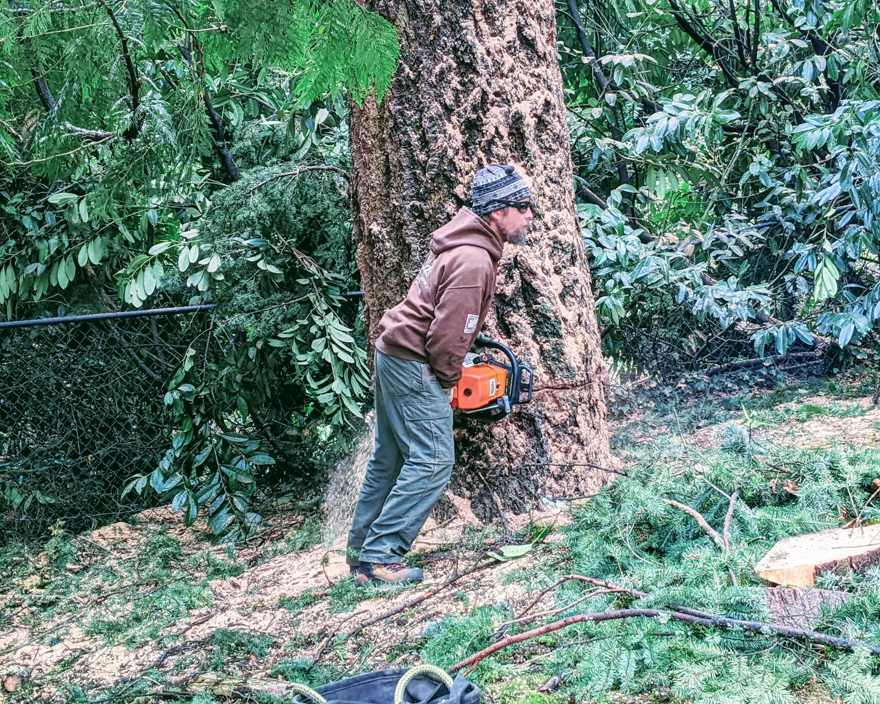 Worker using a chainsaw to cut a large tree trunk in a wooded area