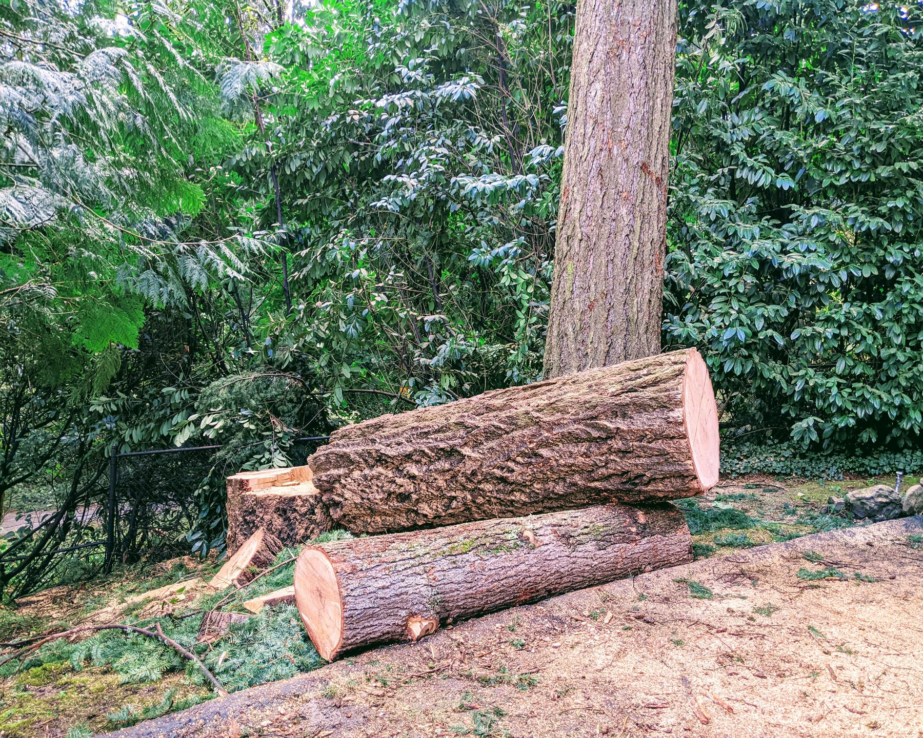 Two cut tree logs on a dirt slope beside a standing trunk in a wooded area.