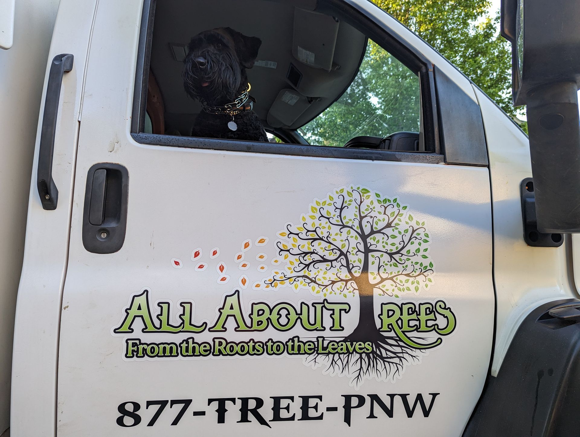 Tree service truck with All About Trees logo and 877-TREE-PNW phone number on the side