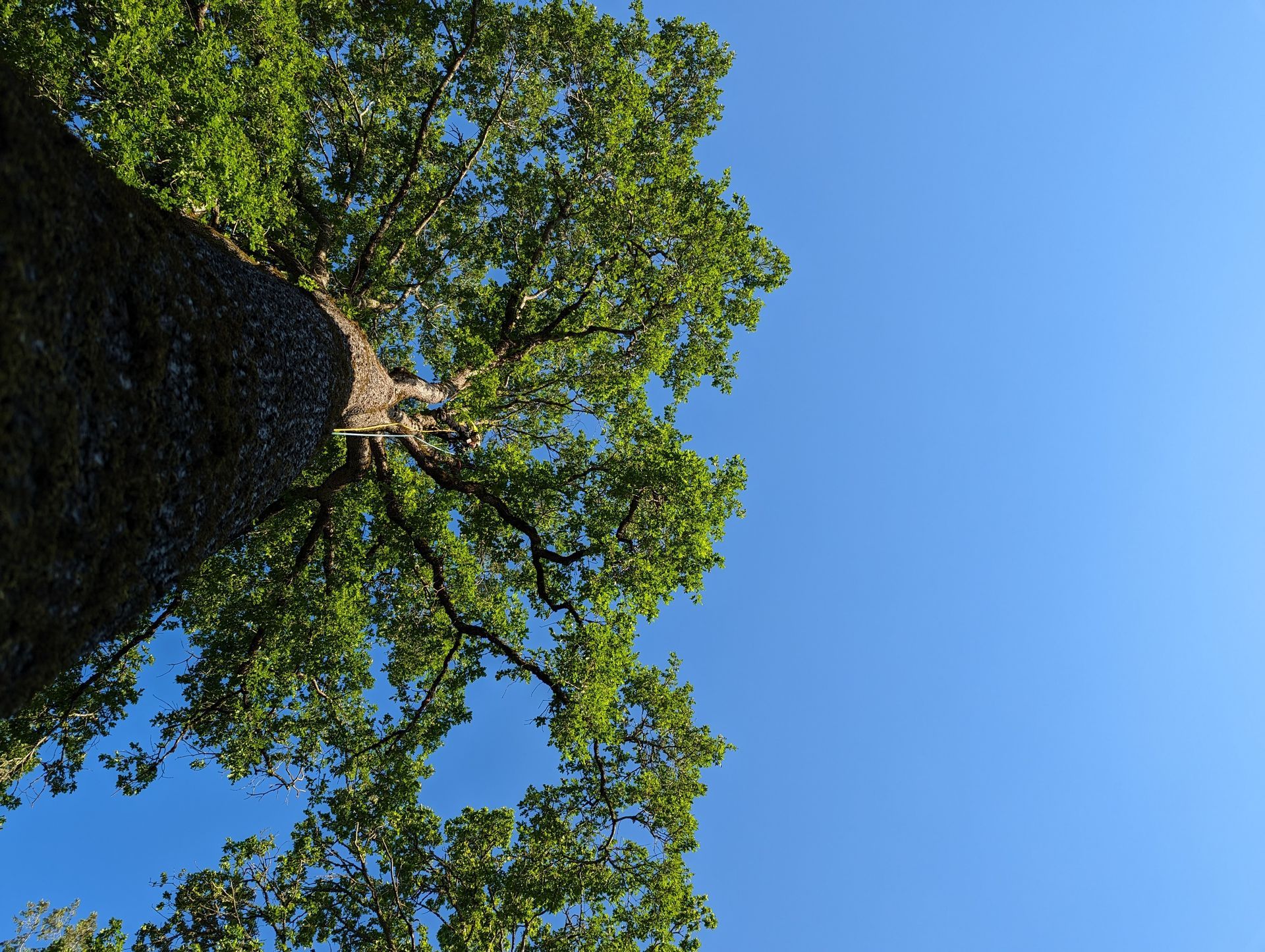 Looking up at a leafy tree canopy against a clear blue sky