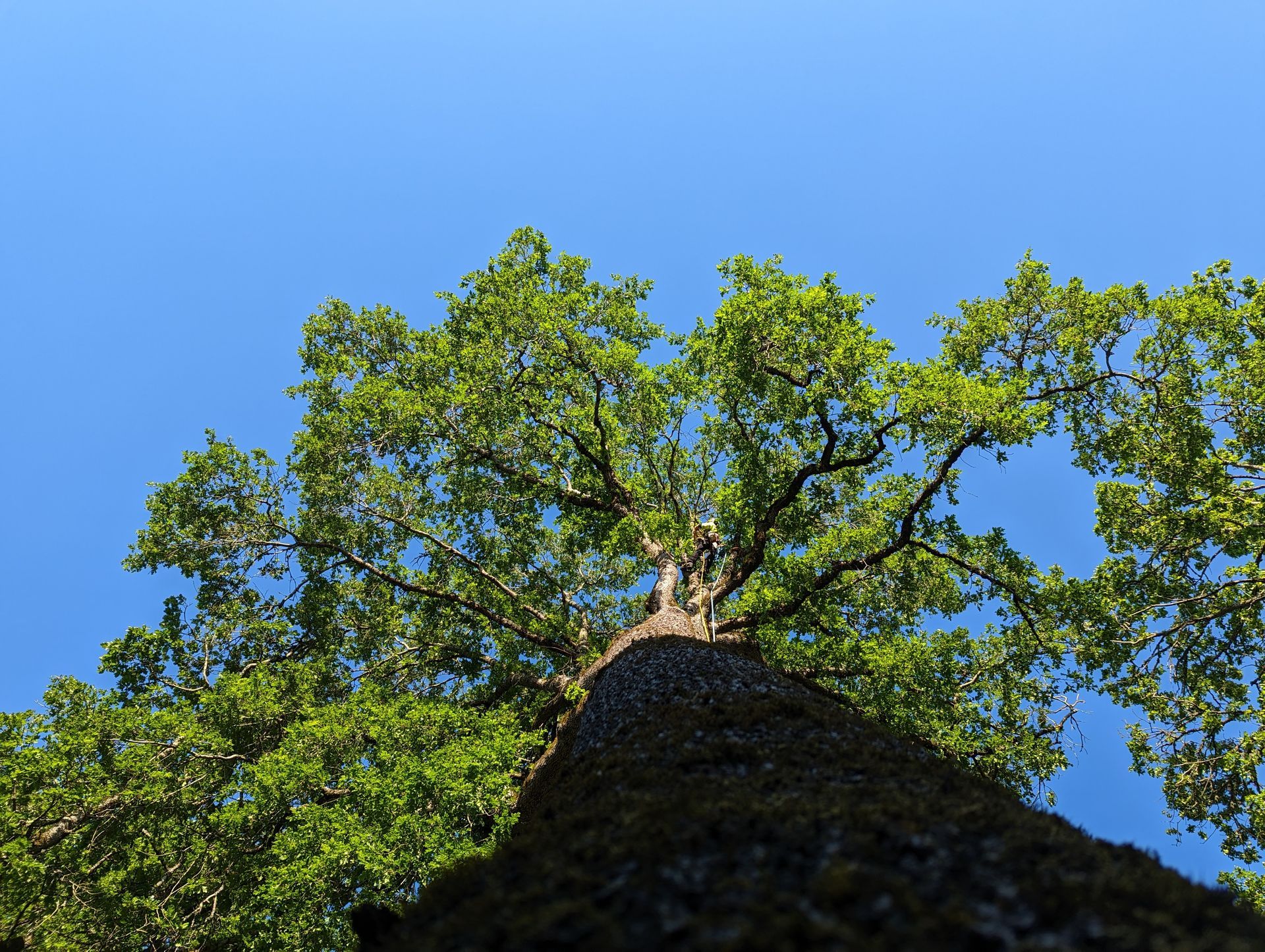 Looking up from a tree trunk at green leaves against a bright blue sky