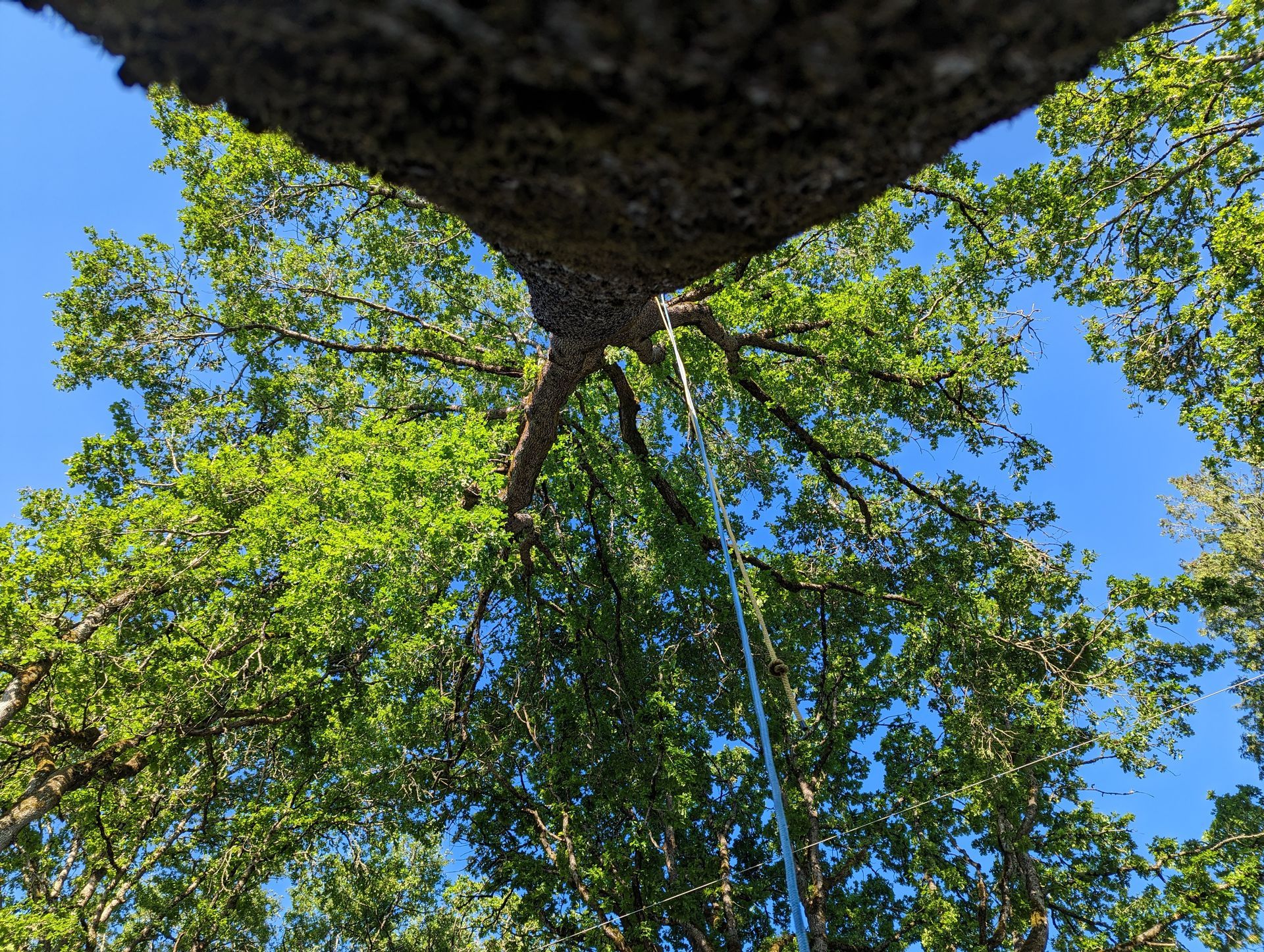 Looking up at a tree canopy framed by dark rock, with bright green leaves against a blue sky