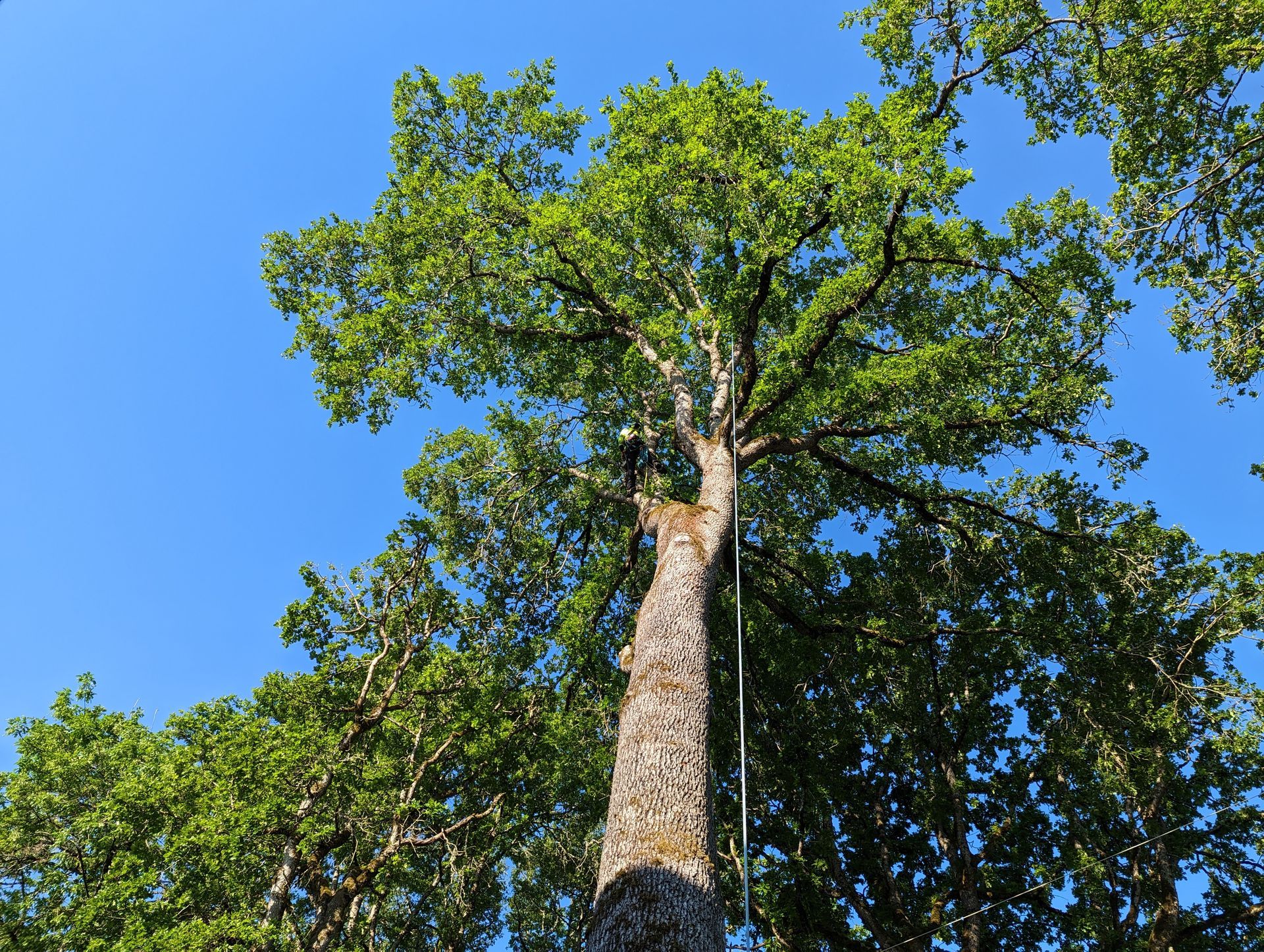 Tall tree with a thick trunk and leafy green canopy against a bright blue sky