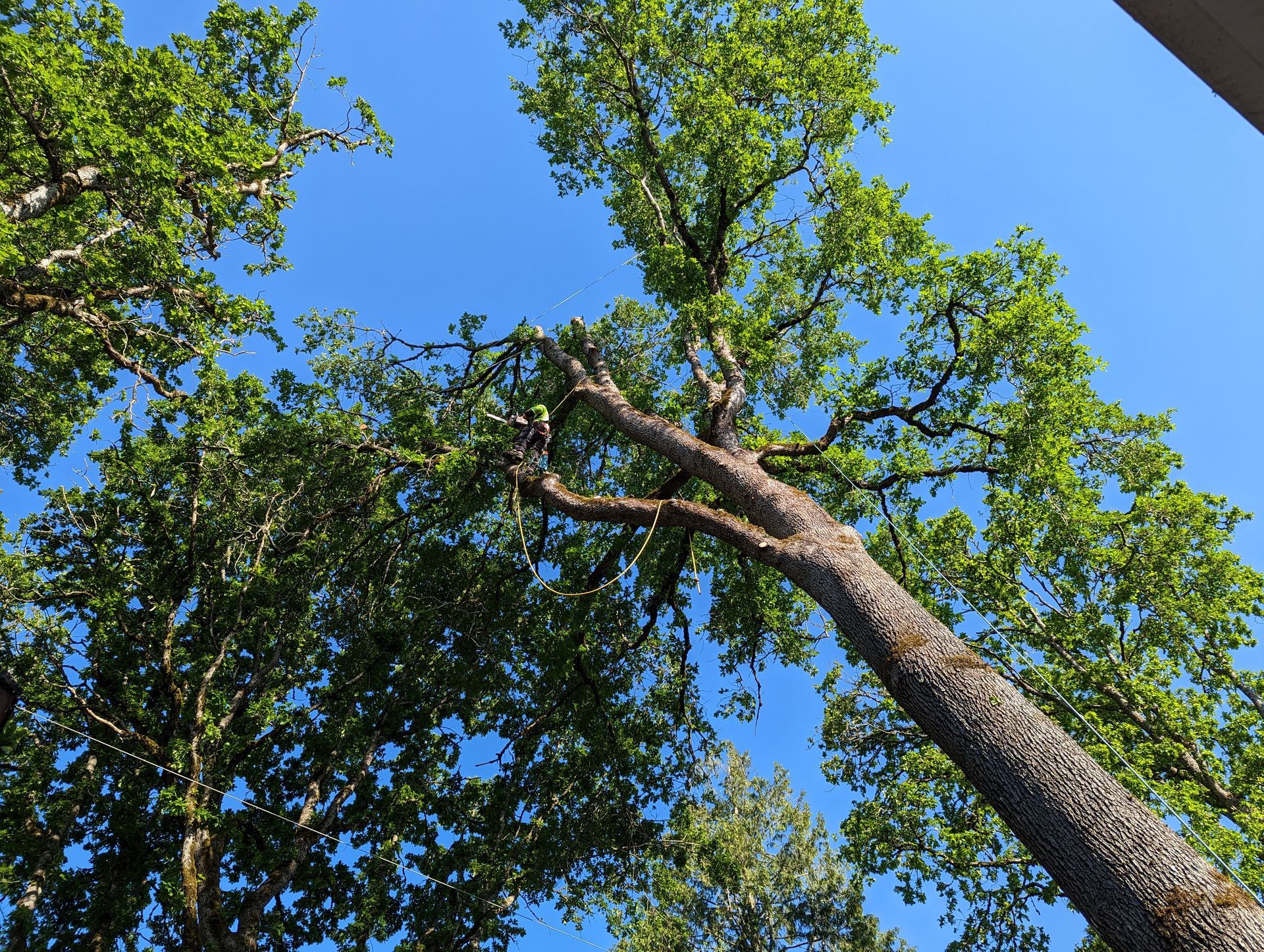 Tall trees with green leaves seen from below against a bright blue sky.