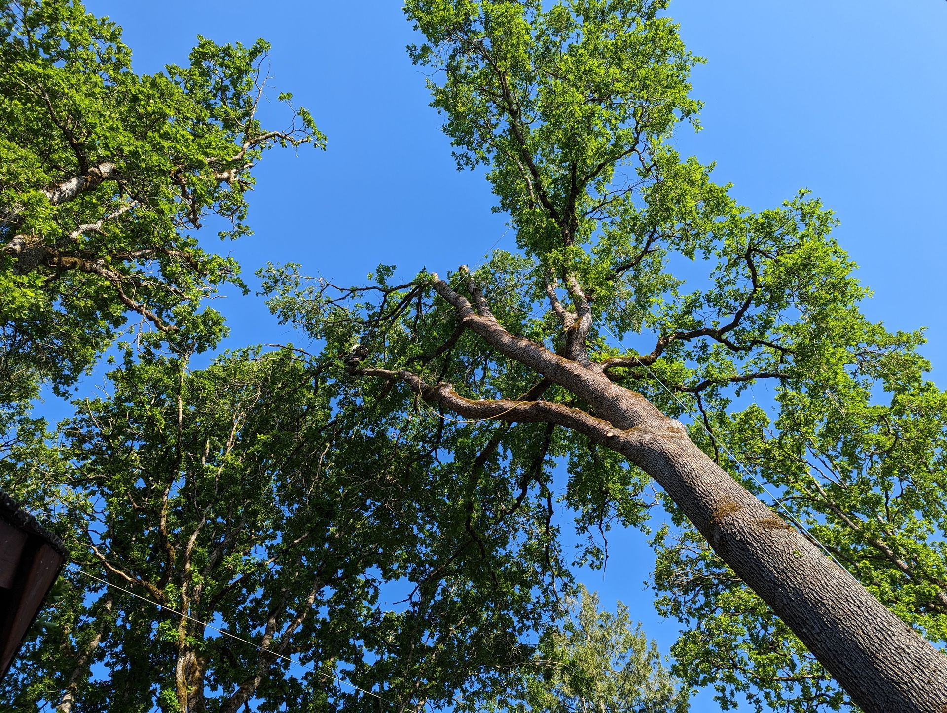 Looking up at tall green trees against a bright blue sky on a sunny day
