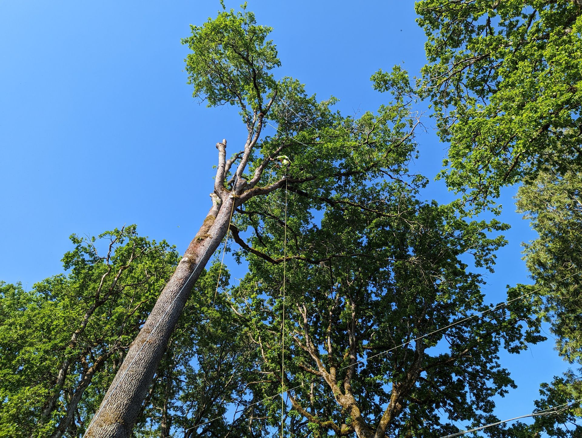 Tall tree trunk reaching into blue sky, with green leaves against a bright canopy